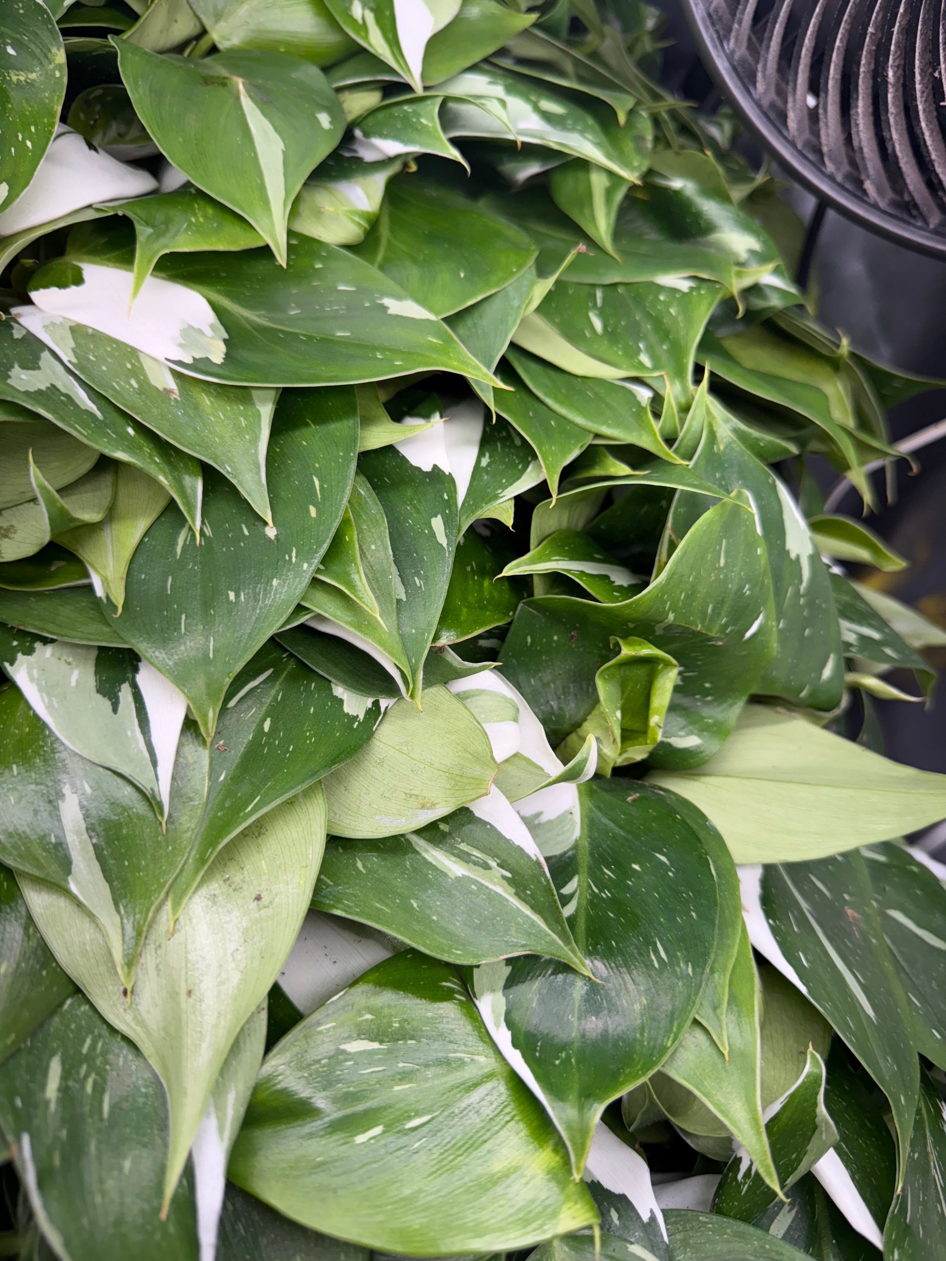 Philodendron Puncata Plug image 2