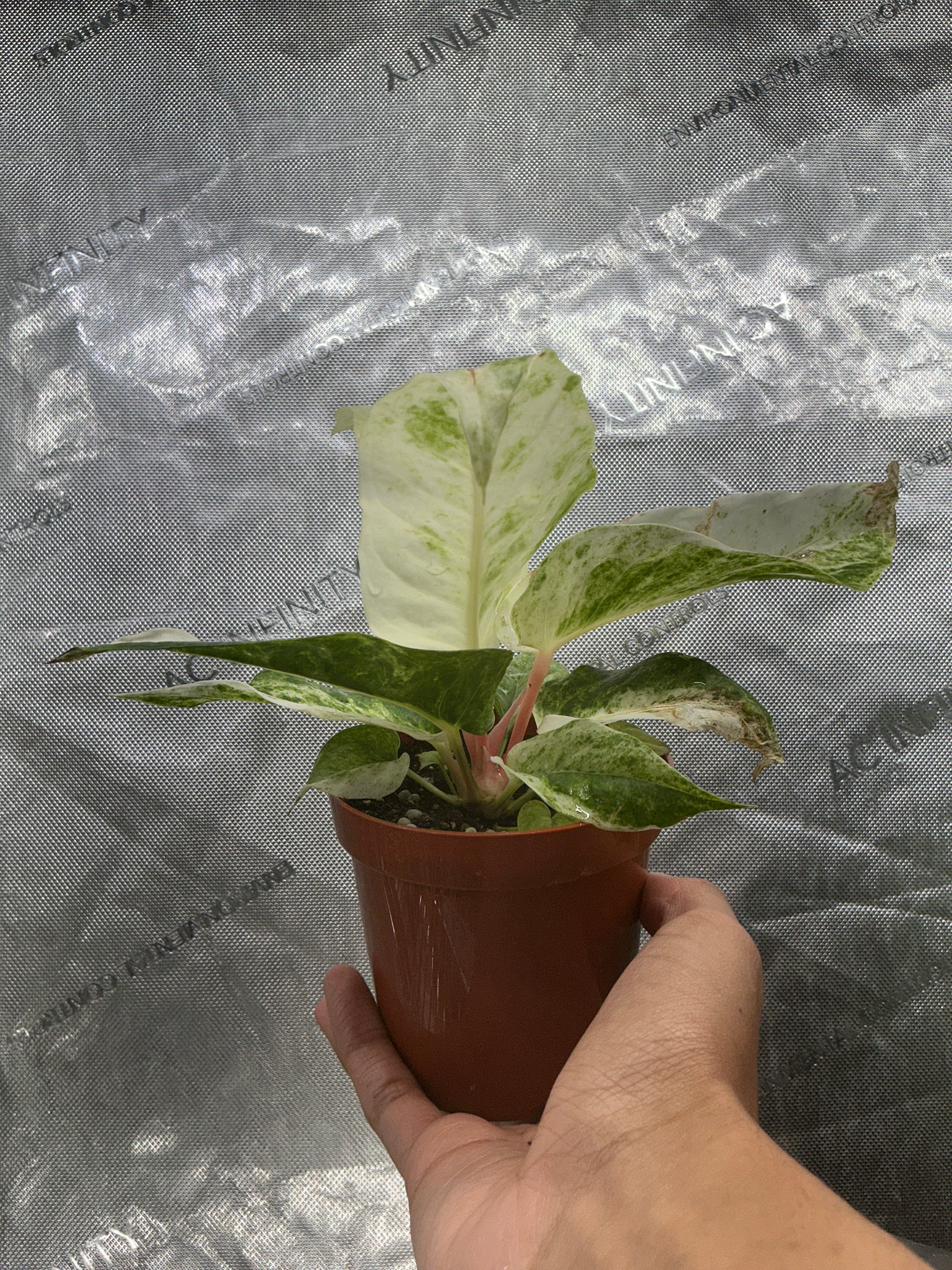 Anthurium Hookeri Variegated 4"