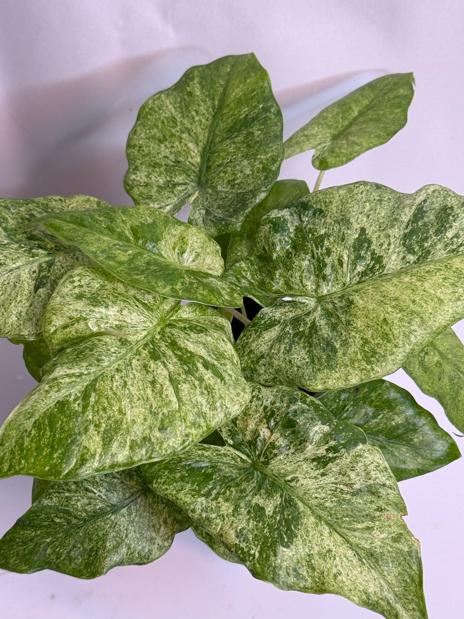 Alocasia Odora Batik 4” Grower’s Choice