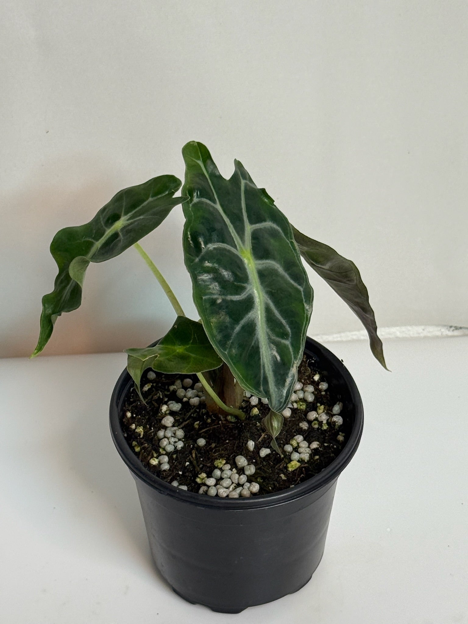 Alocasia Venom 4” Grower’s Choice