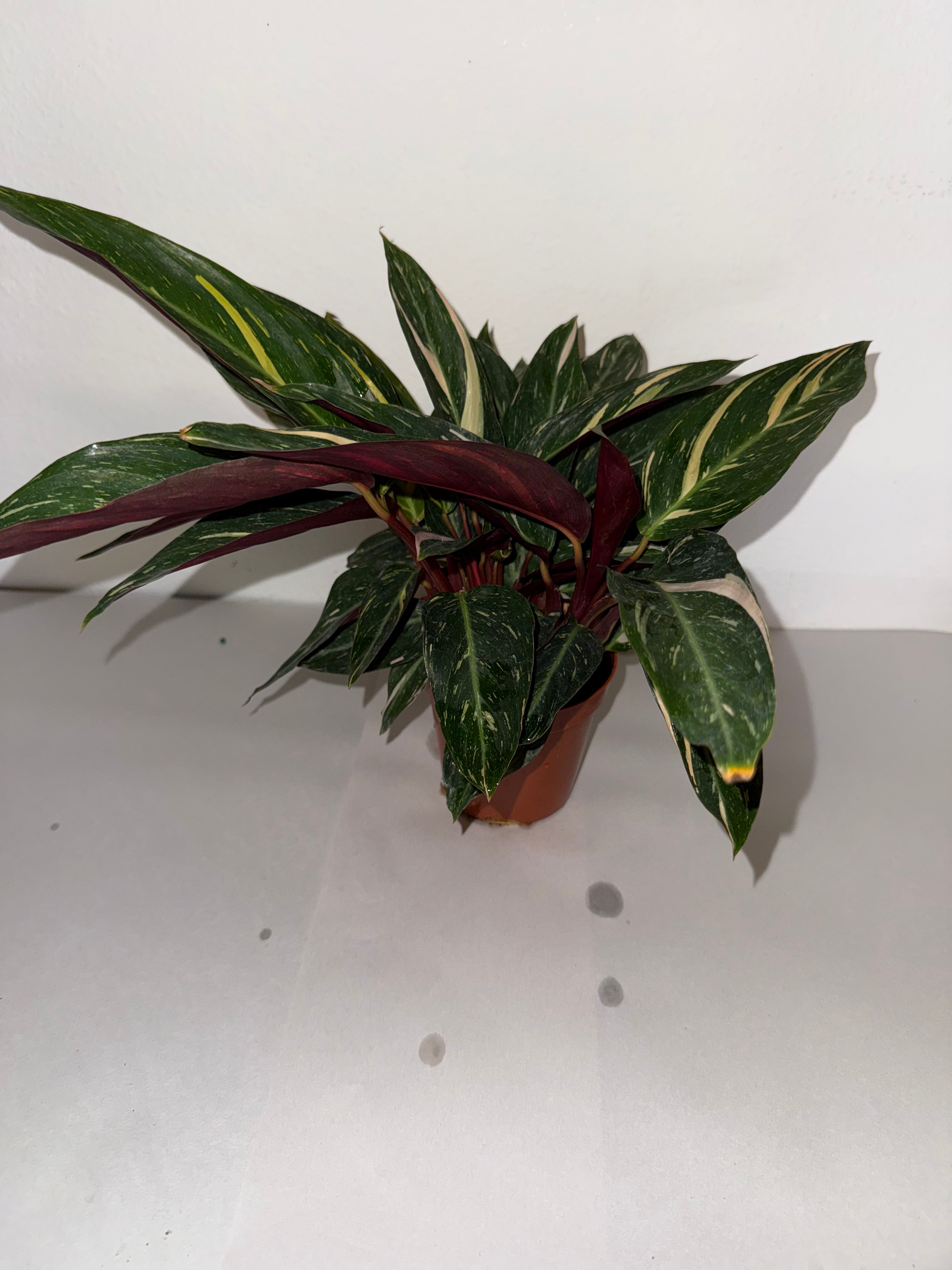 Stromanthe Magic Star 4” - Jacksbs