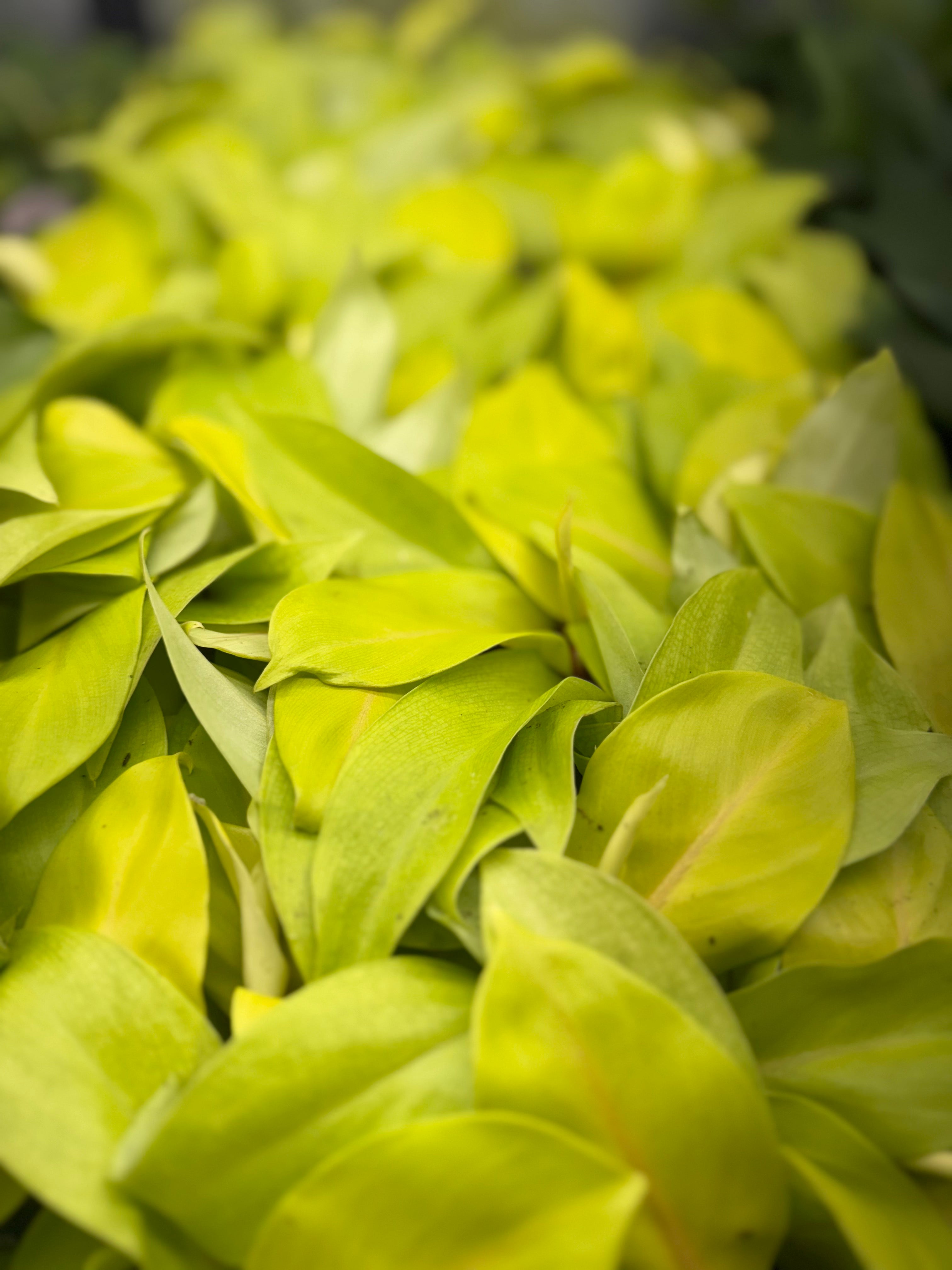 Philodendron Sellam Gold Plug image 4