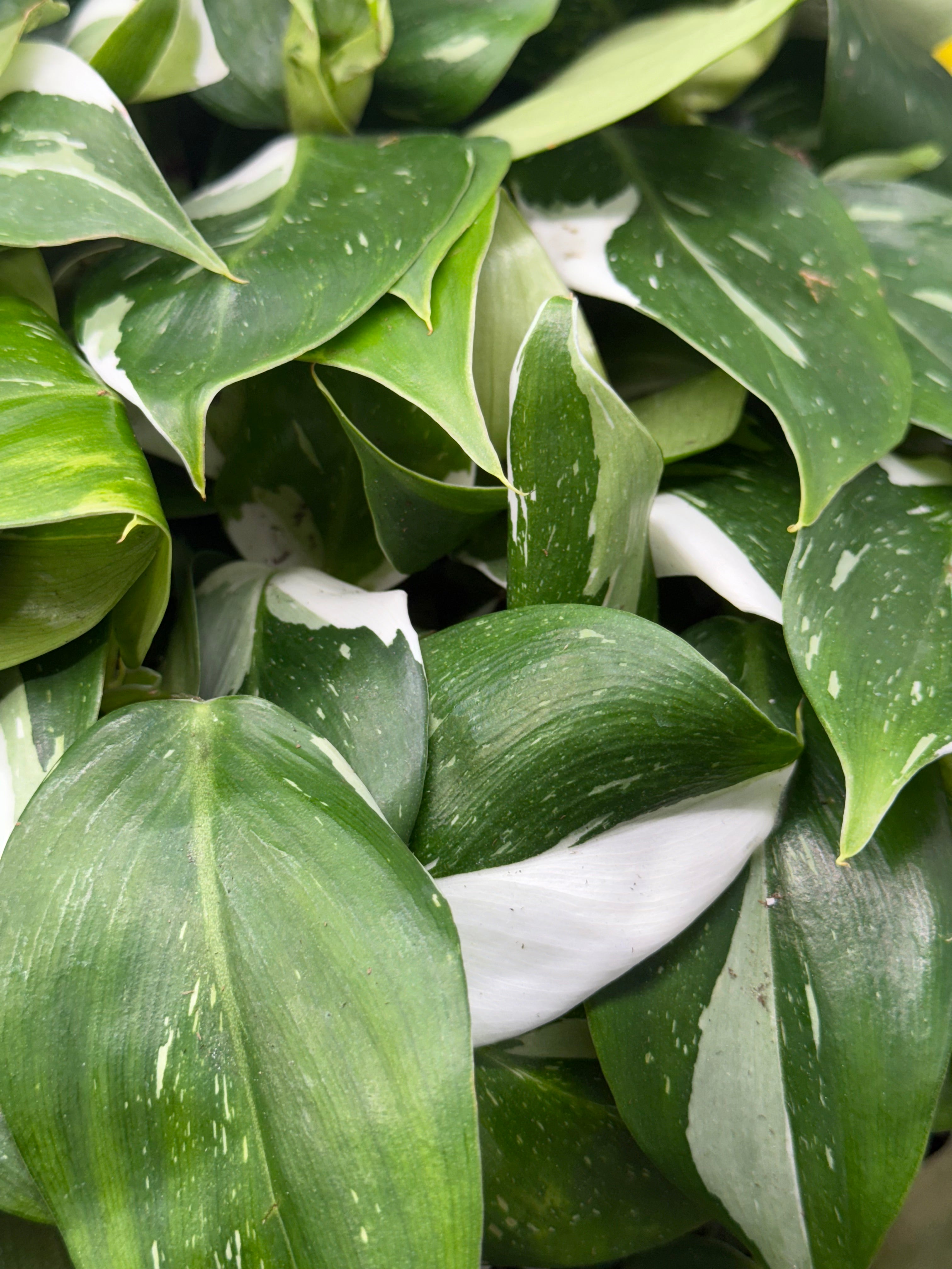 Philodendron Puncata Plug image 3