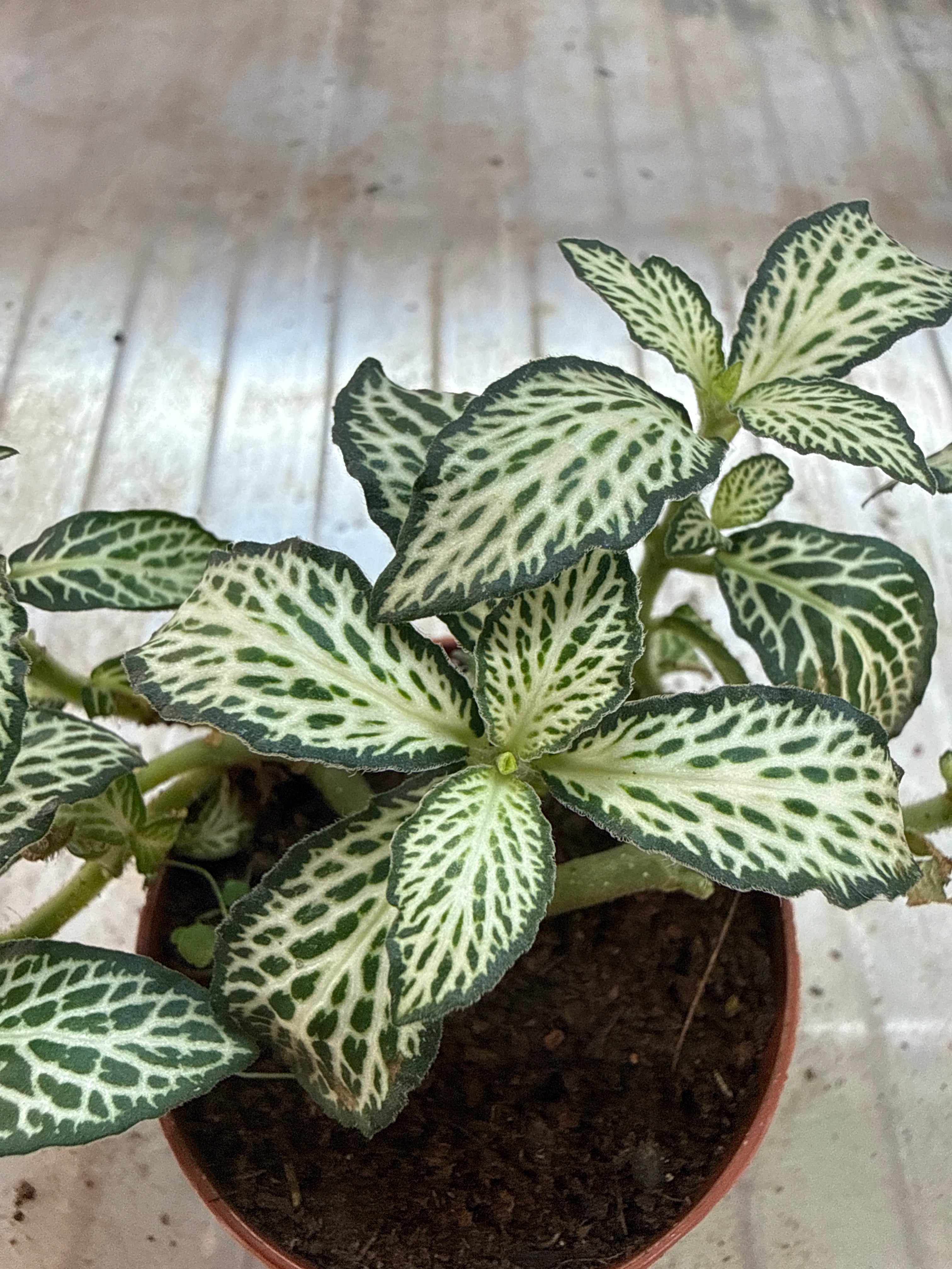 Fittonia White Forest Flame 2”