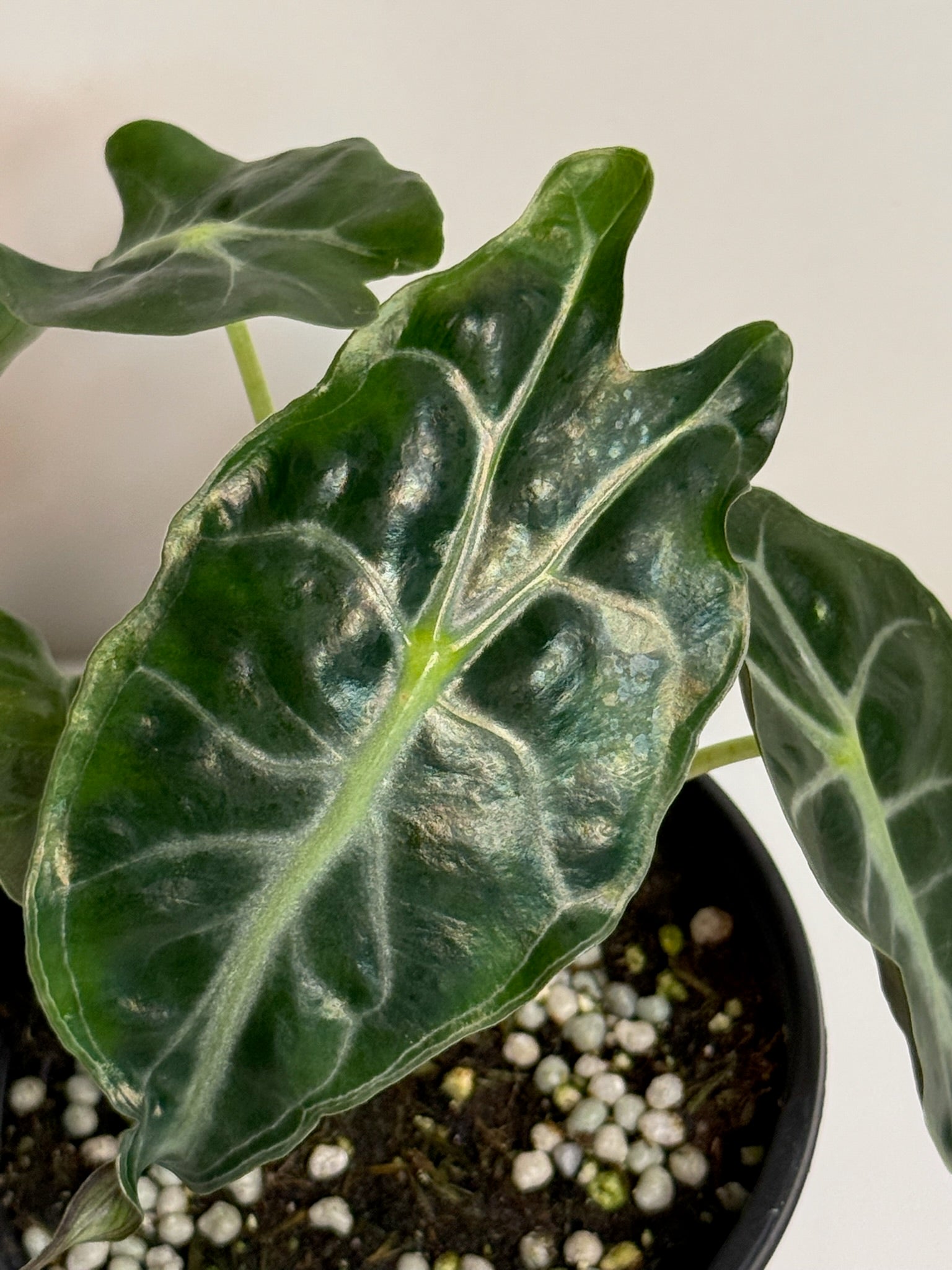 Alocasia Venom 4” Grower's Choice | Jacksbs