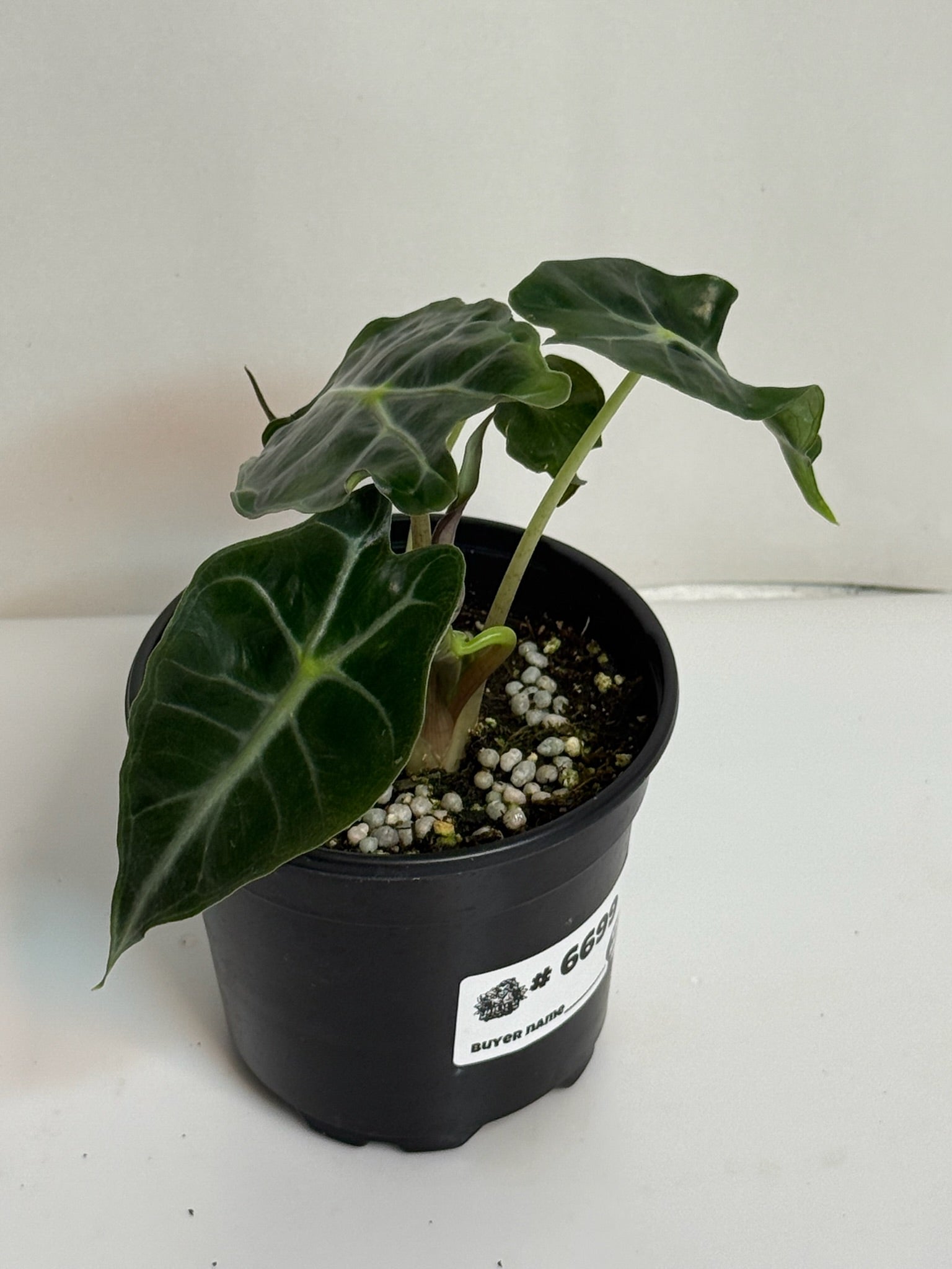 Alocasia Venom 4” Grower’s Choice