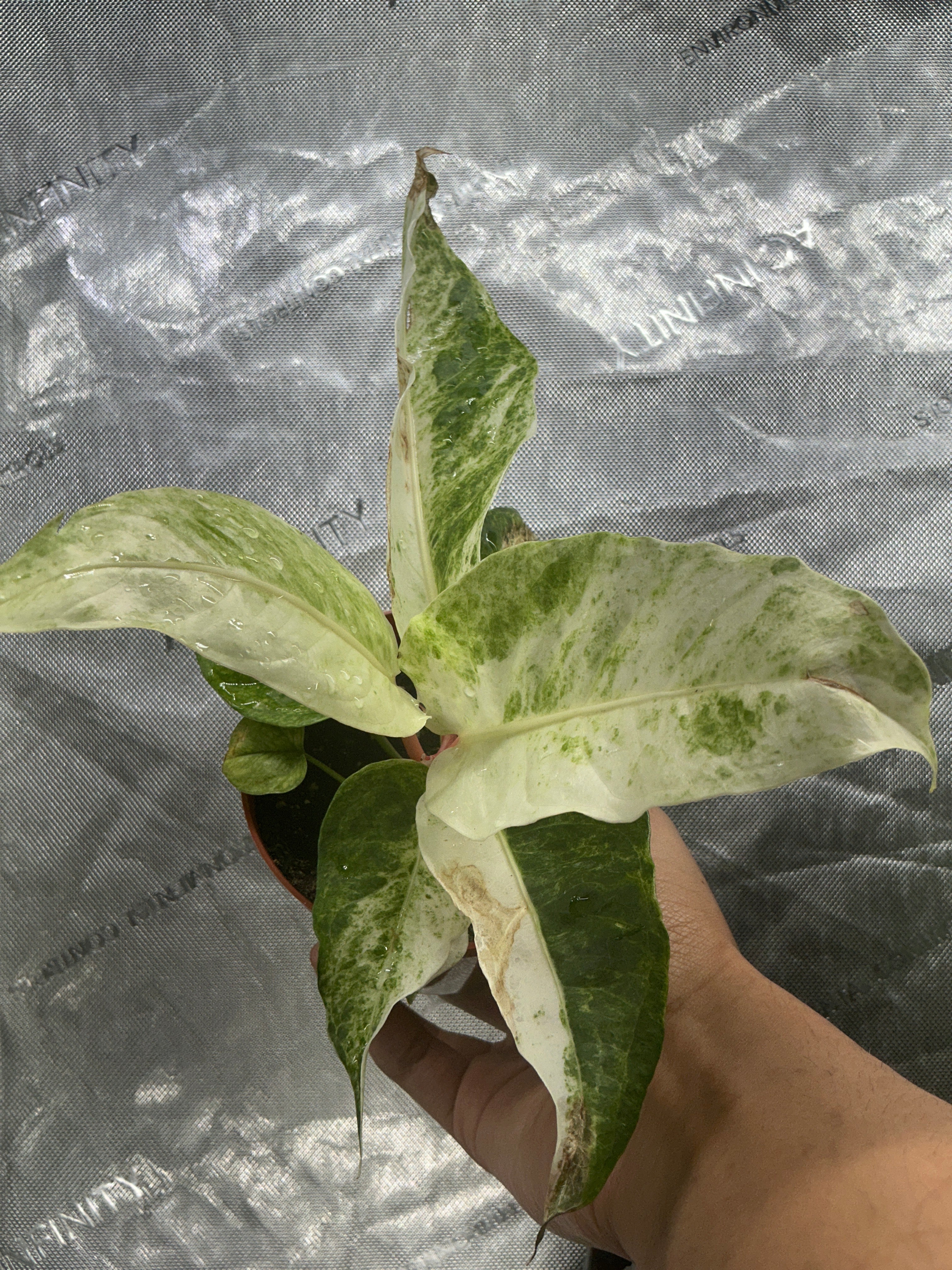 Anthurium Hookeri Variegated 4"
