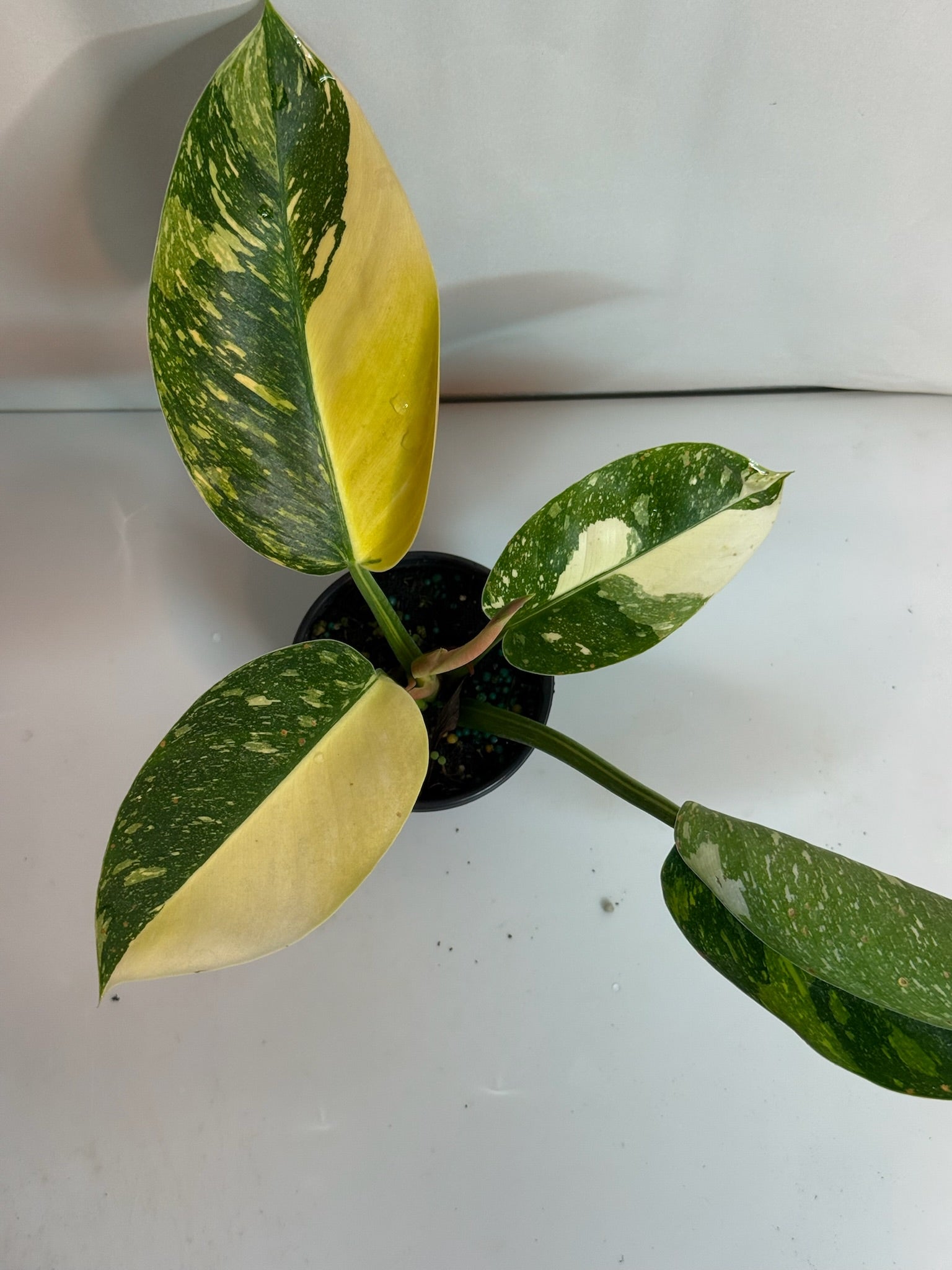 Philodendron Congo Nuclear 4” Grower’s Choice