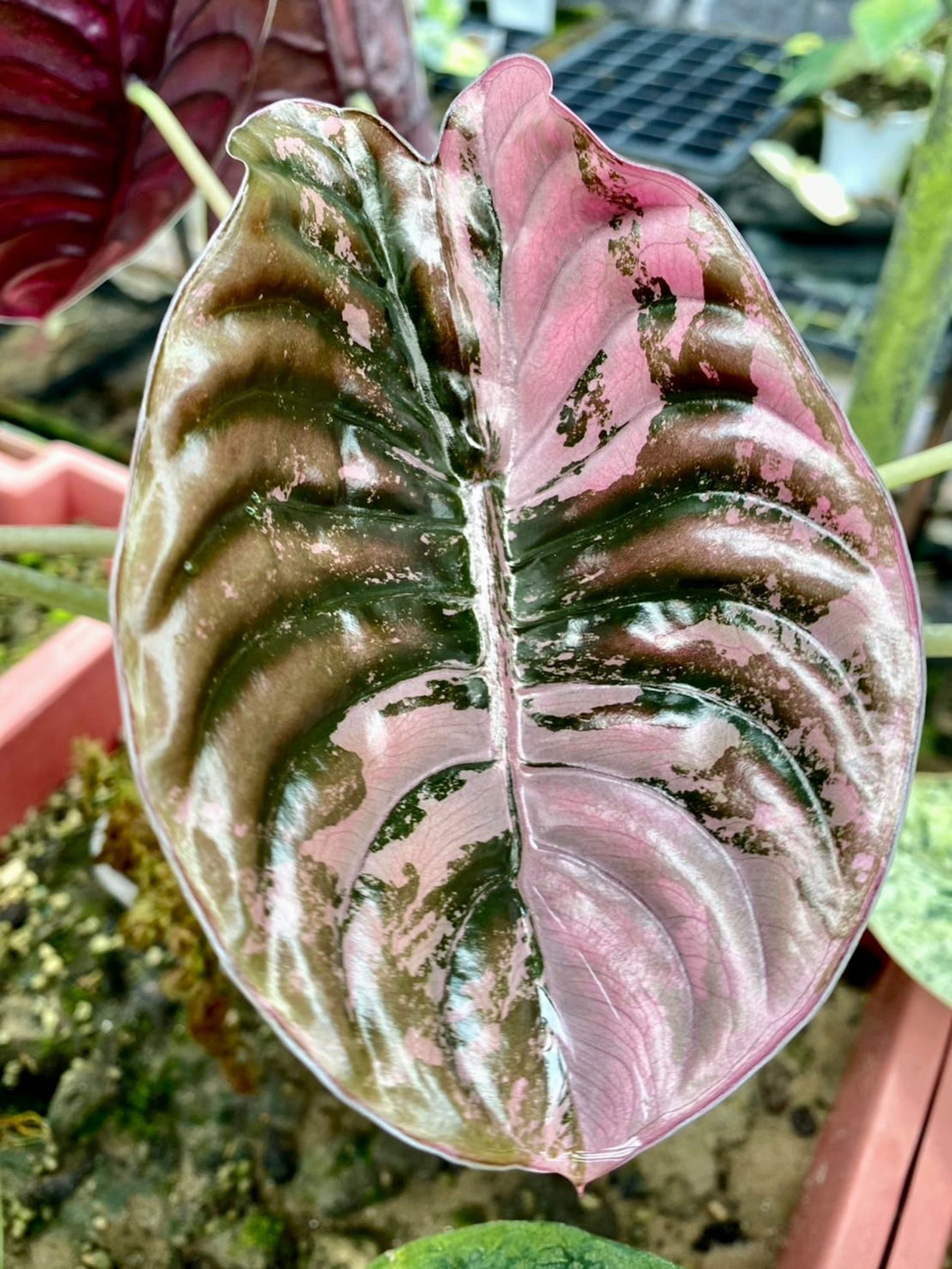 Alocasia Cuprea Pink Variegated TC - Ships 12/10 - Jacksbs