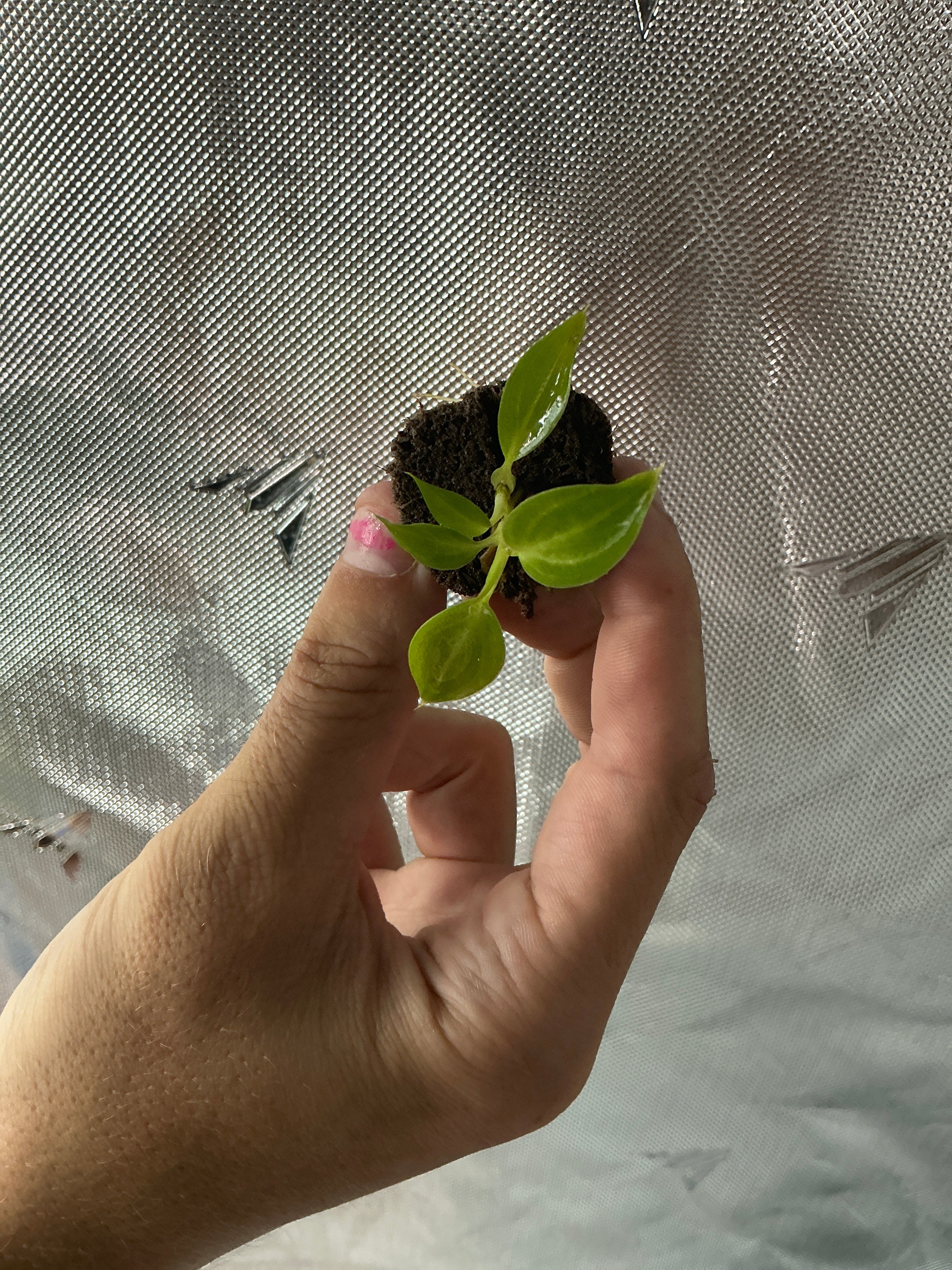 Spiritus sancti plug