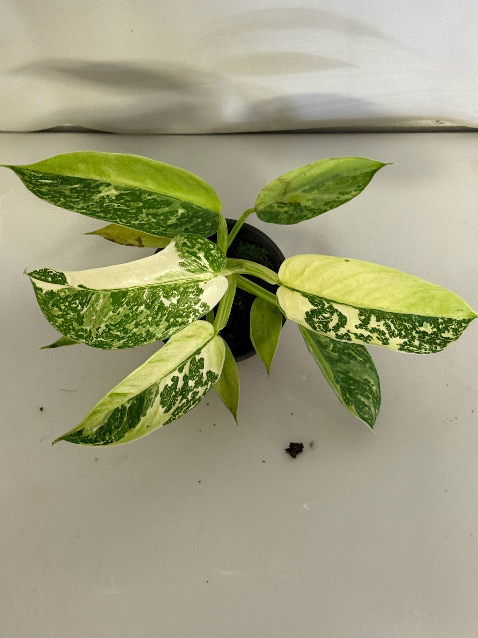 Philodendron Jose Buono 4” Grower’s Choice