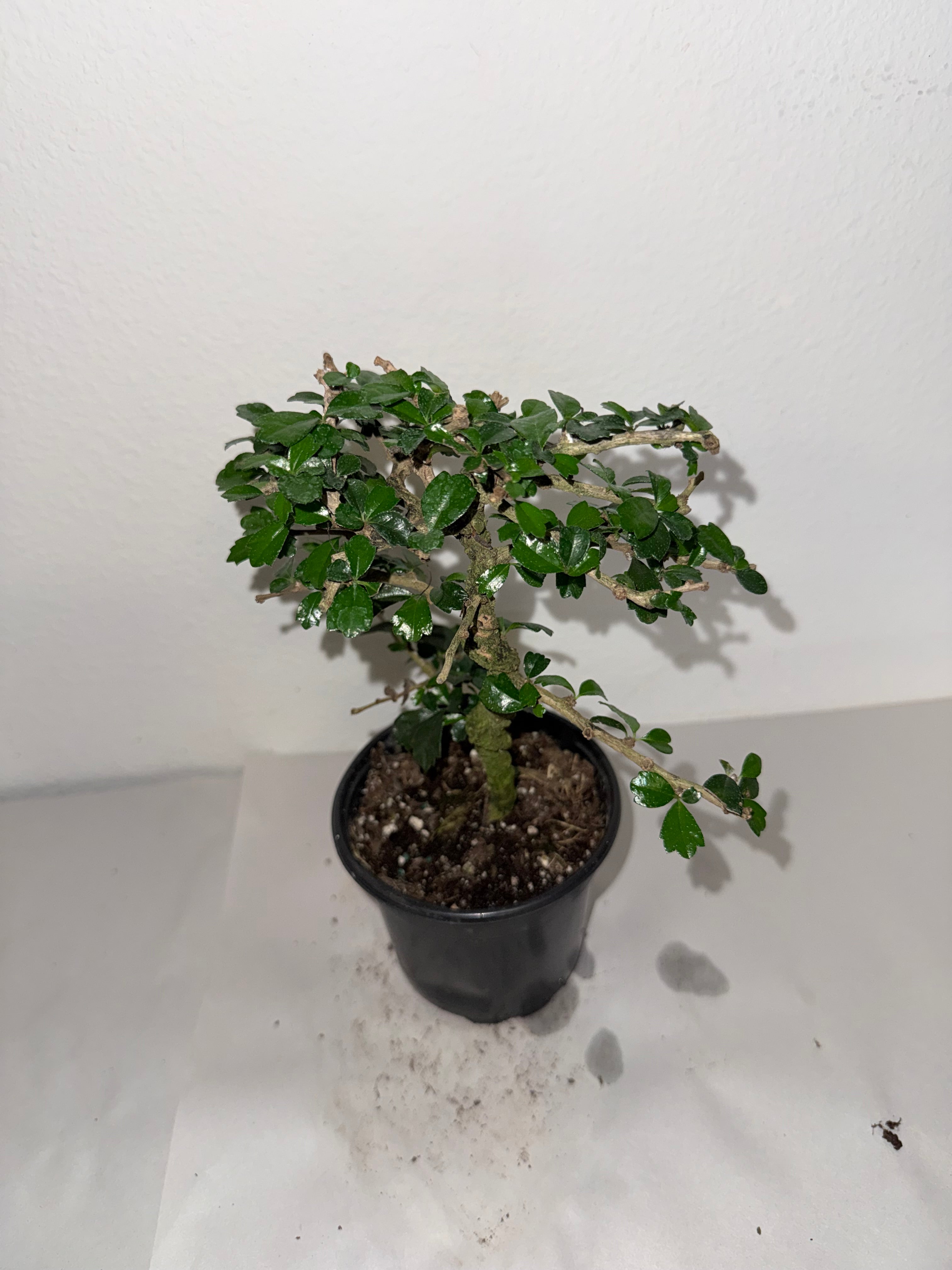 Fuken Tea Tree 4” - Jacksbs