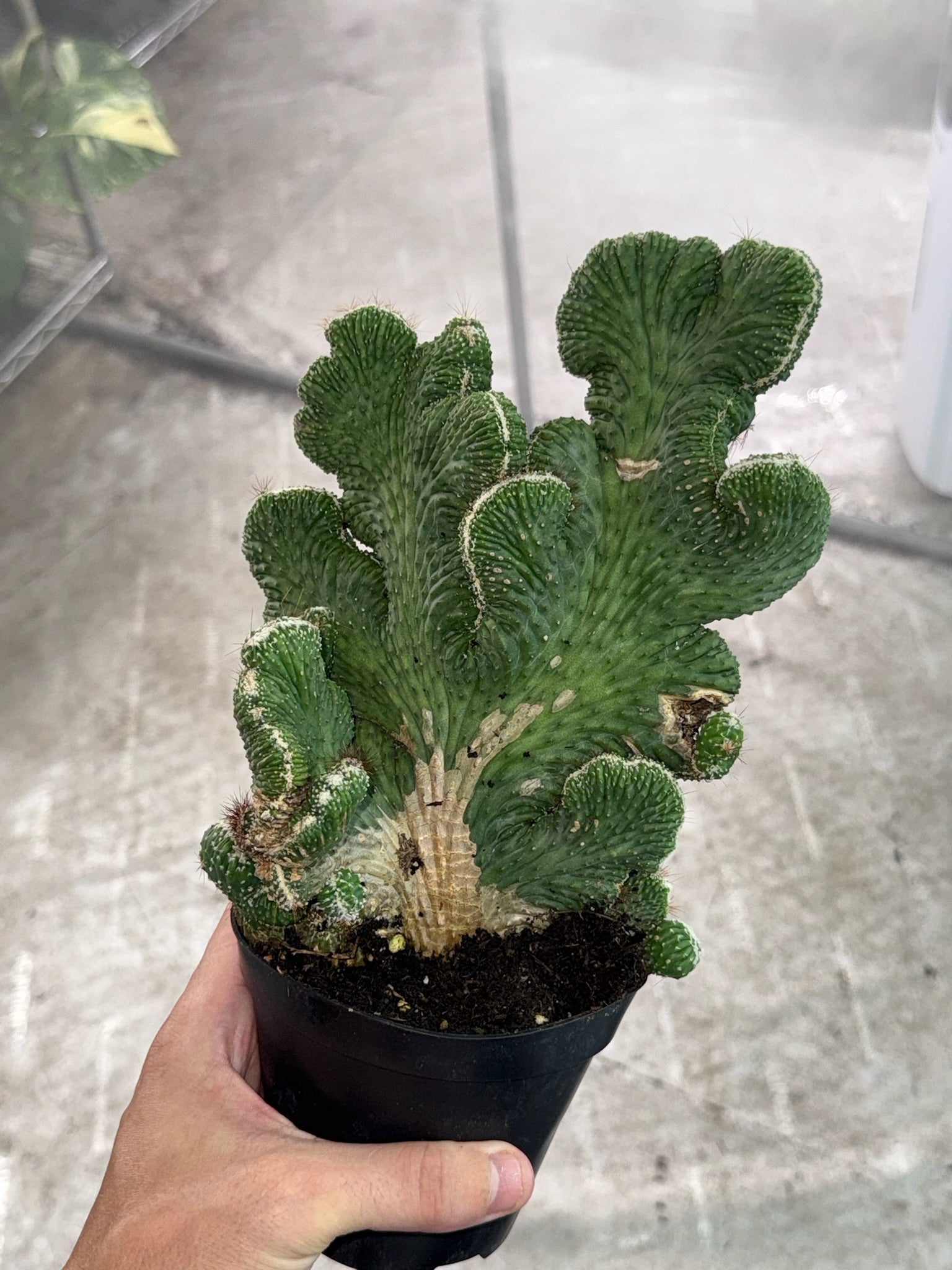 4" Cactus Coral  exact plant
