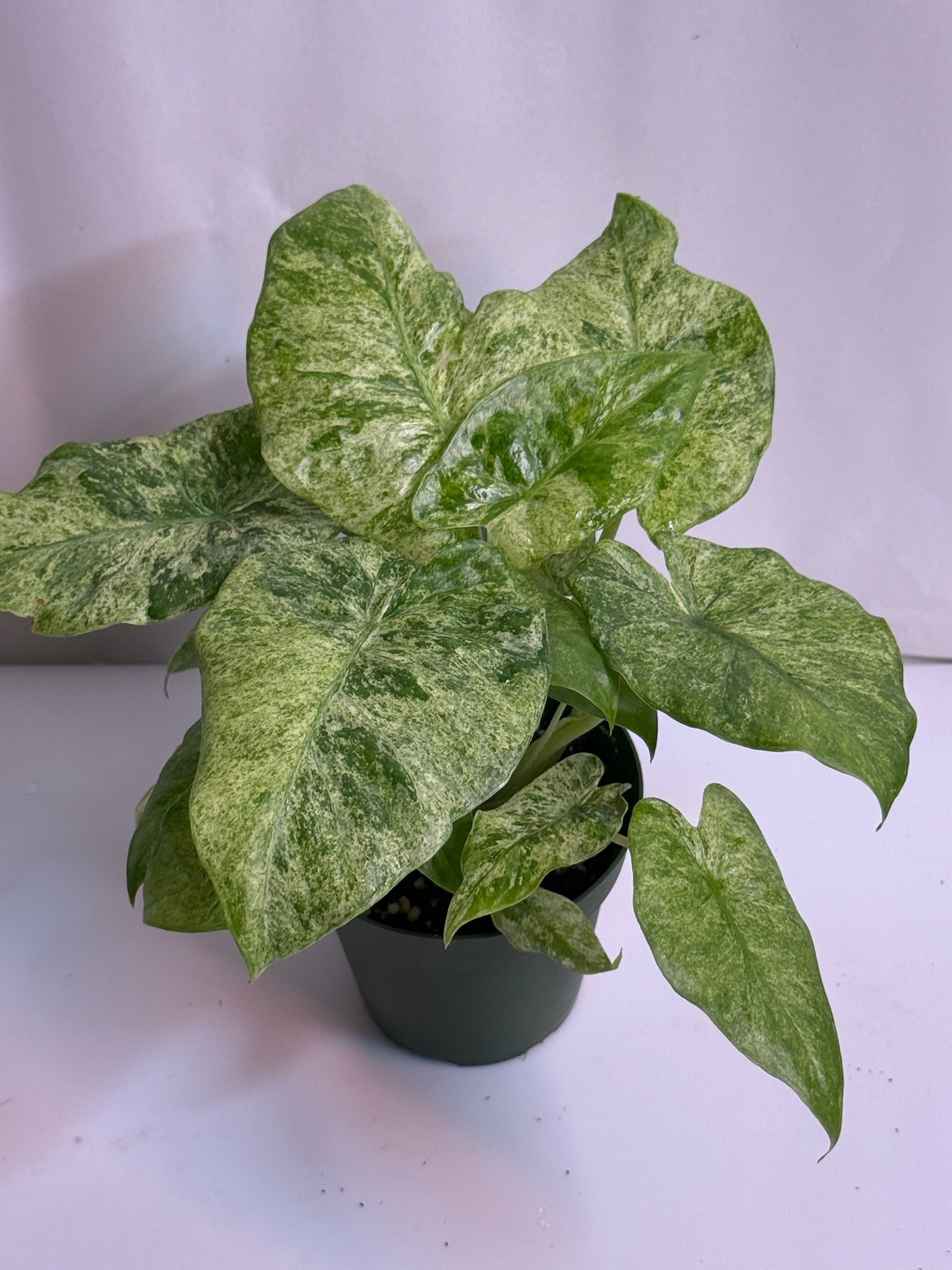 Alocasia Odora Batik 4” Grower’s Choice