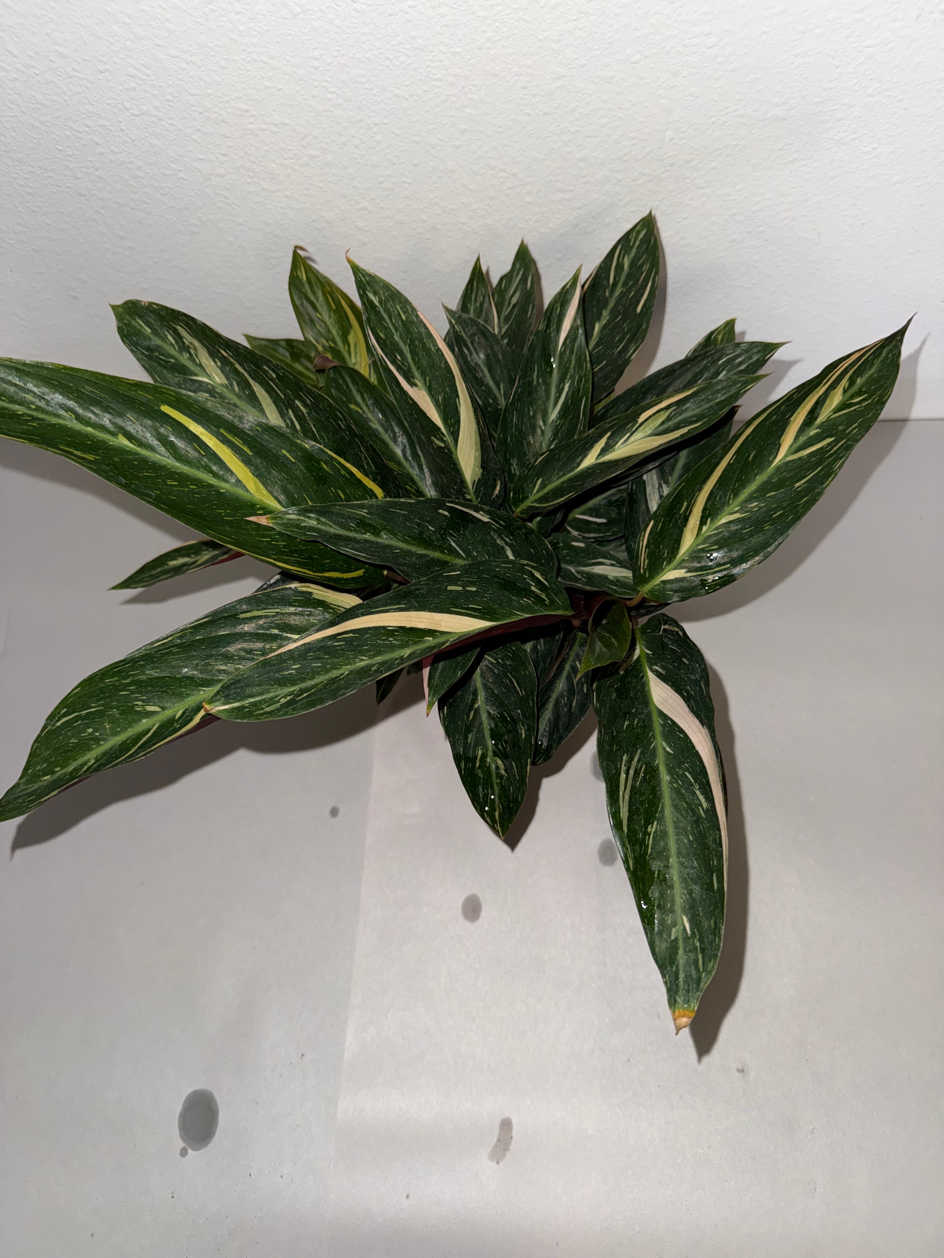 Stromanthe Magic Star 4” - Jacksbs