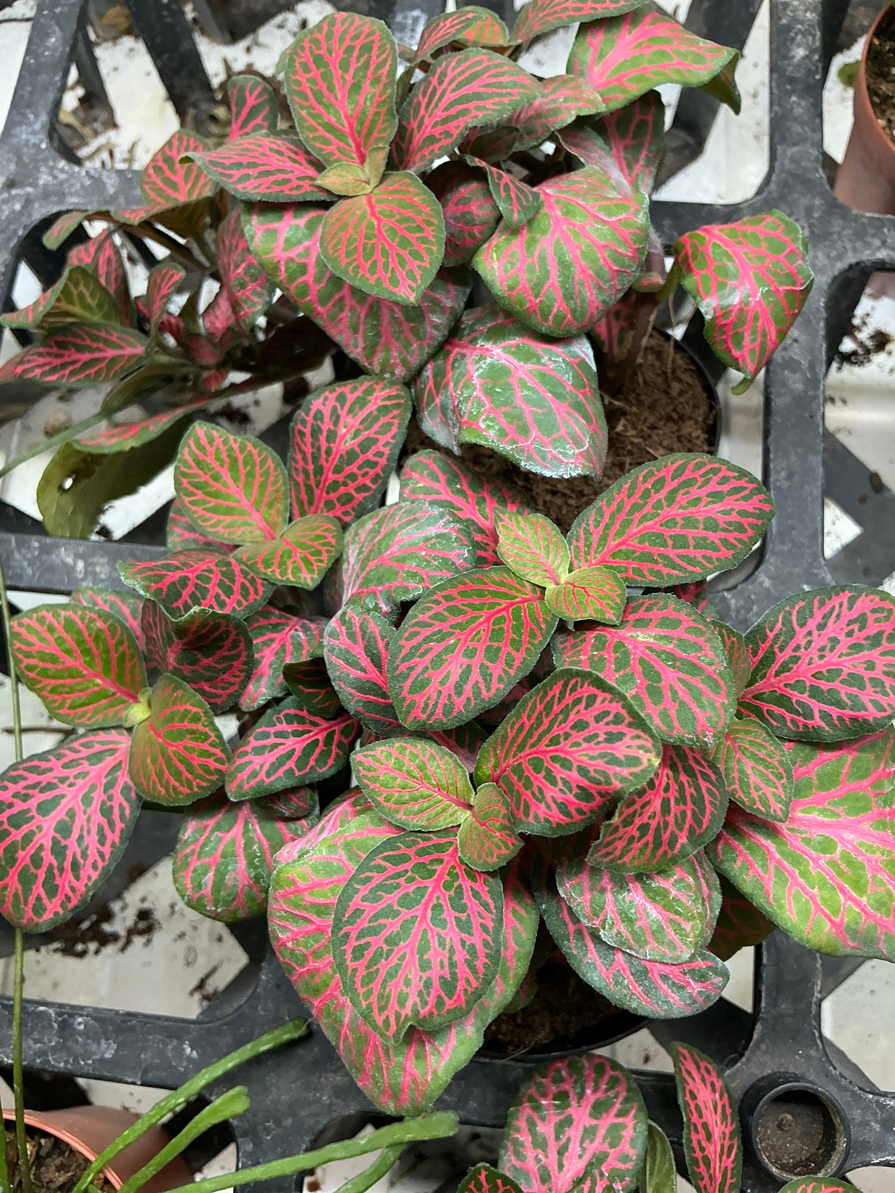 Fittonia Pink forest 2" - Jacksbs