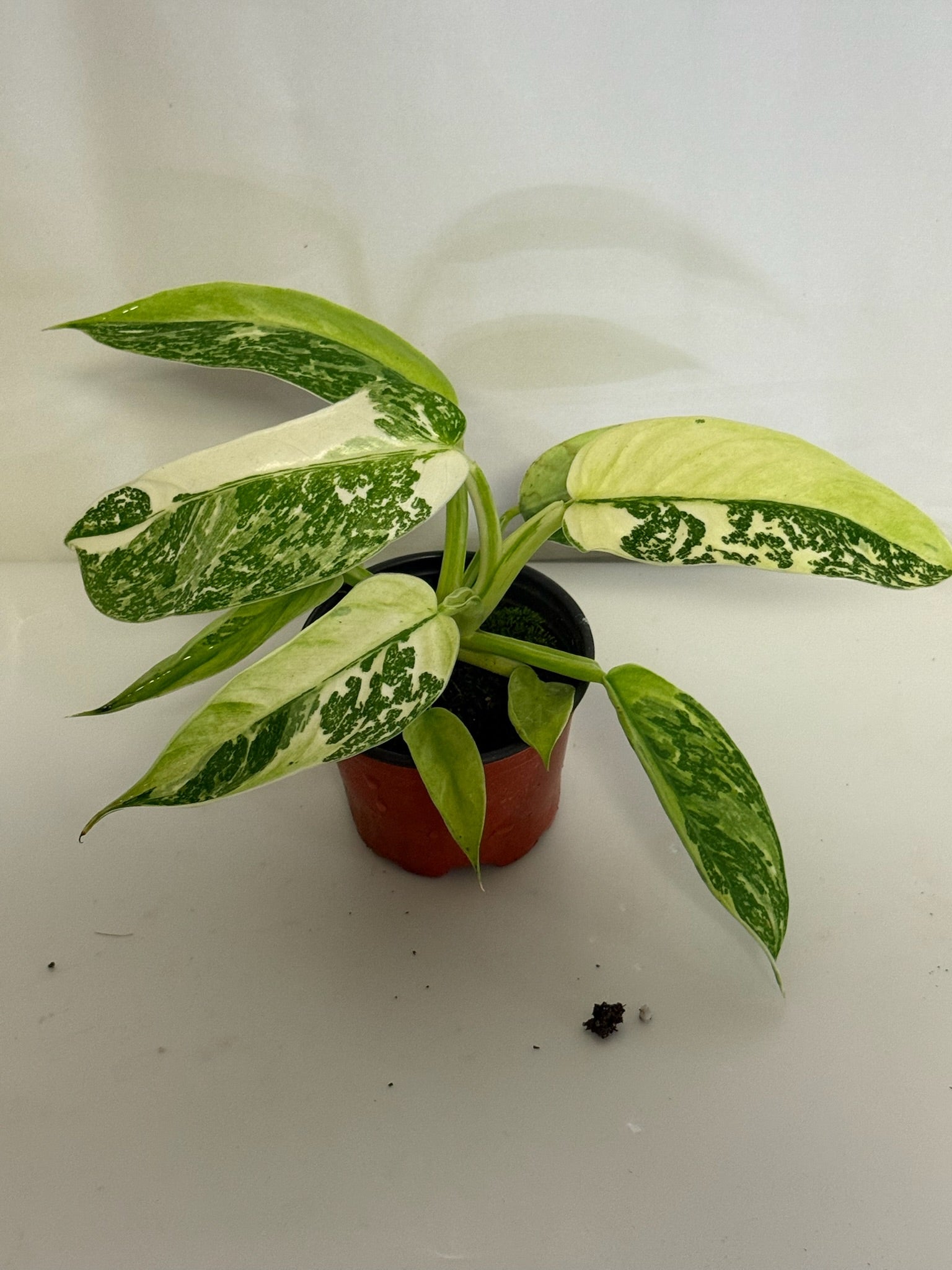 Philodendron Jose Buono 4” Grower’s Choice