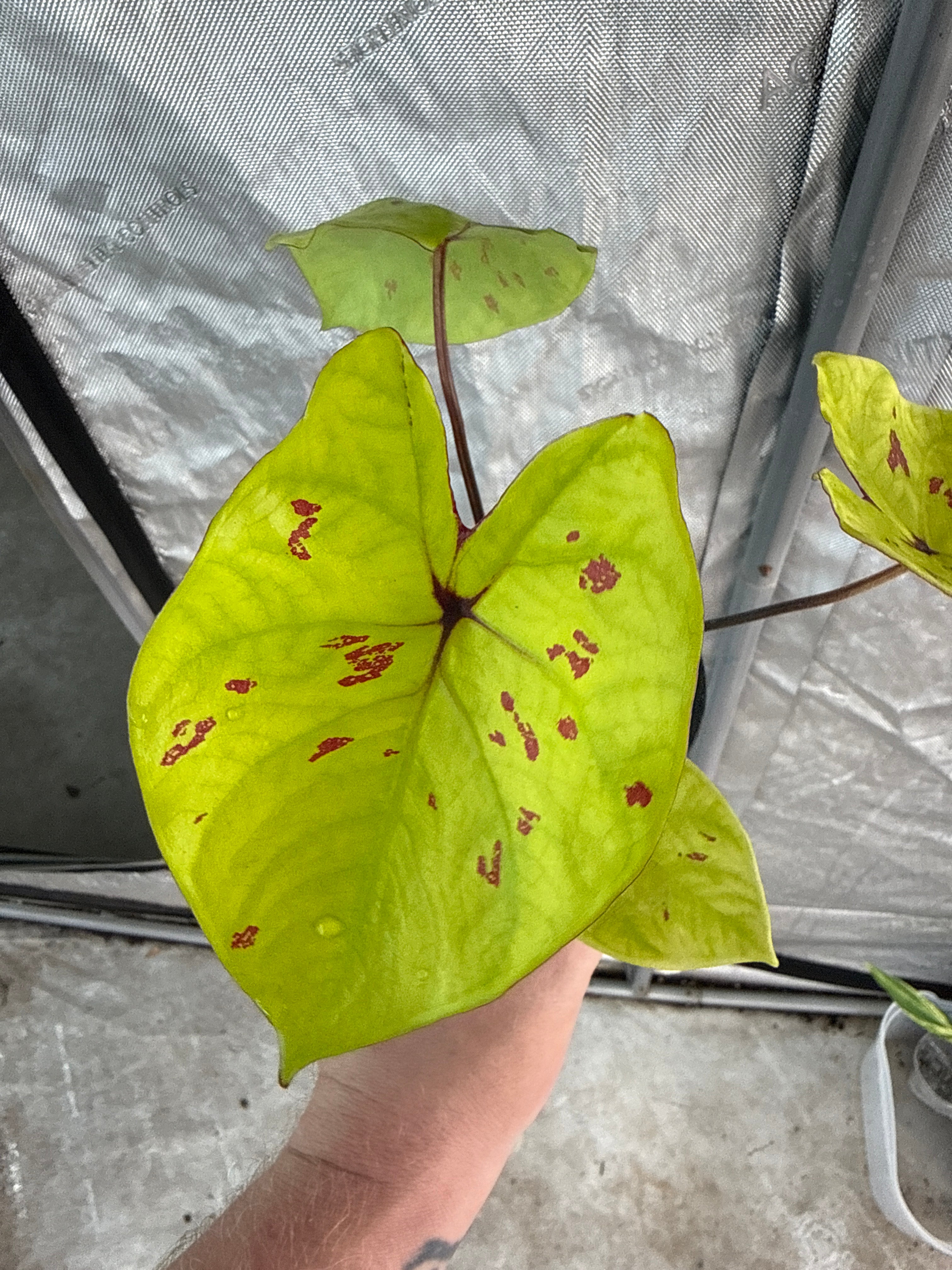 4” caladium yellow leopard Growers Choice - Jacksbs