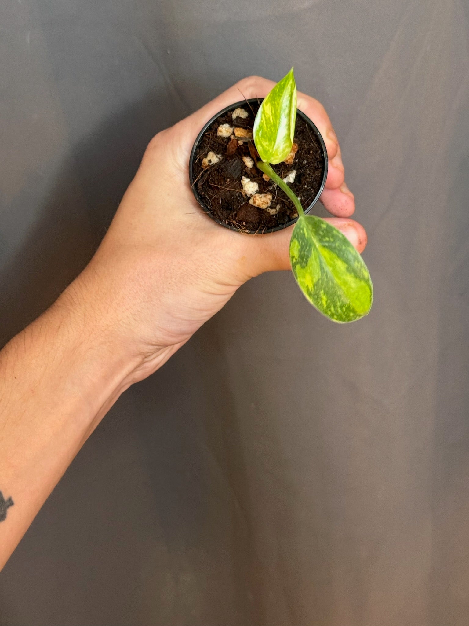 Green Congo Nuclear 2" Grower's Choice - Jacksbs