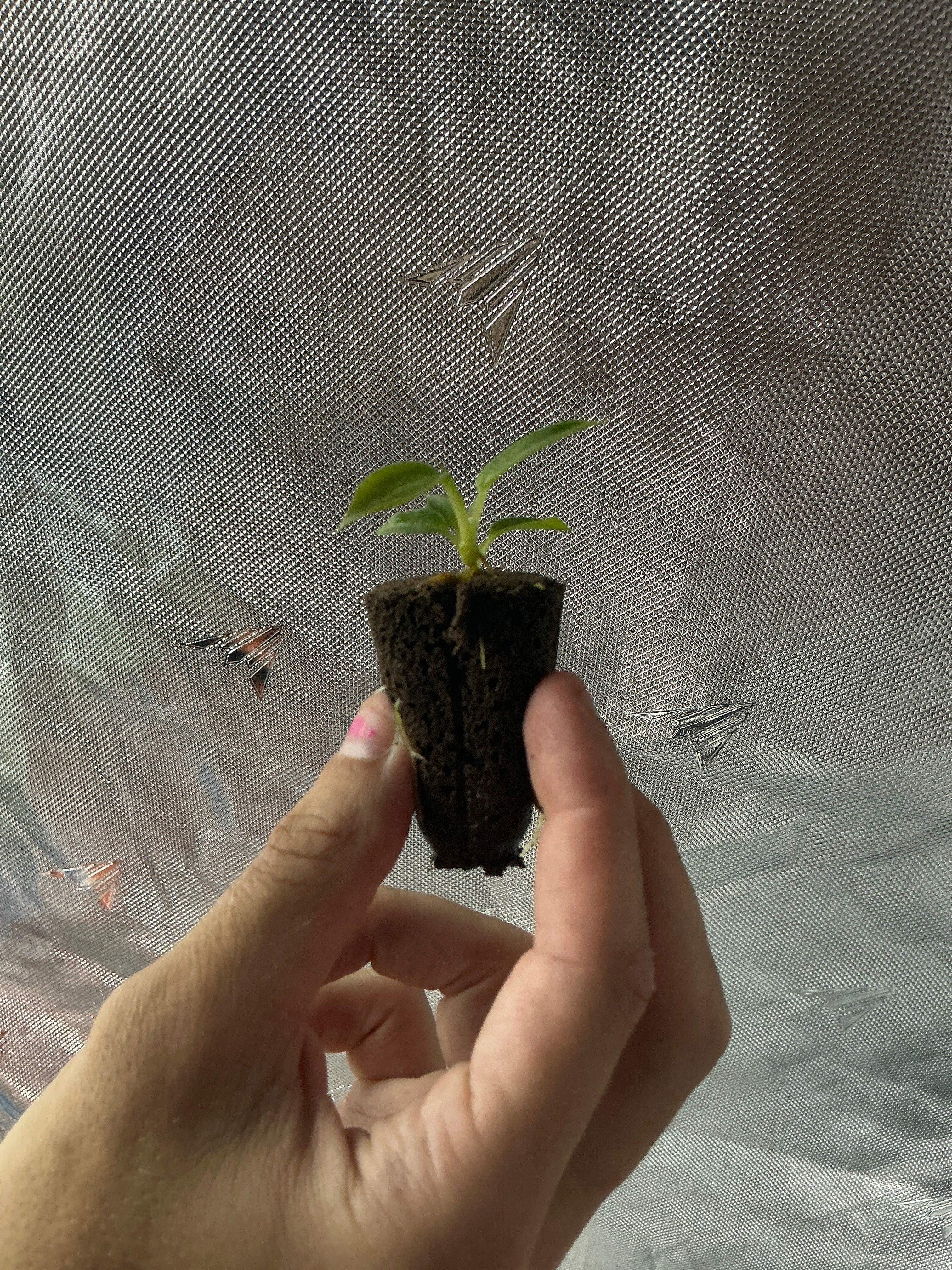 Spiritus sancti plug