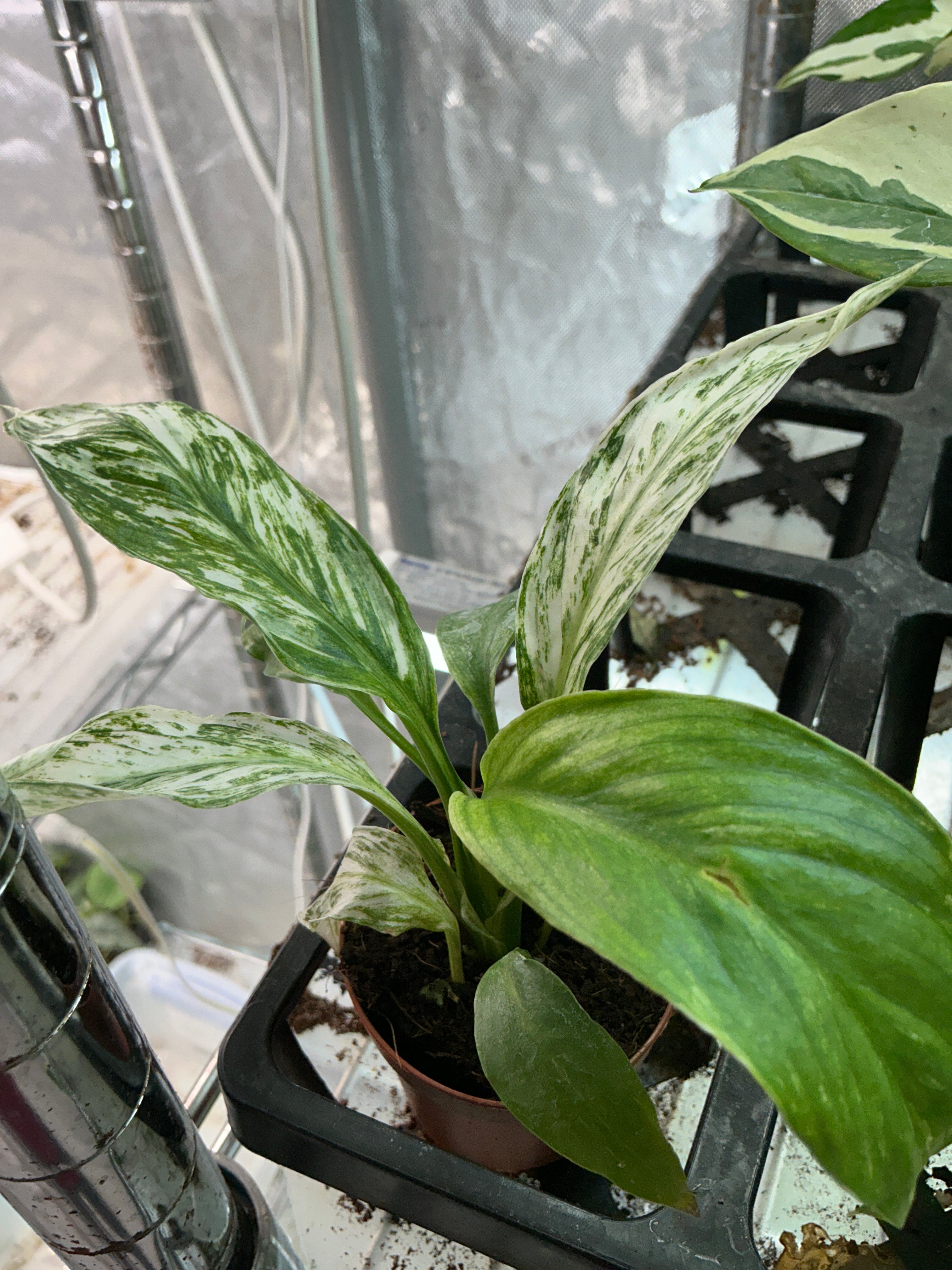 Variegated Dwarf Sensation Peace Lily 2" Grower's Choice - Jacksbs