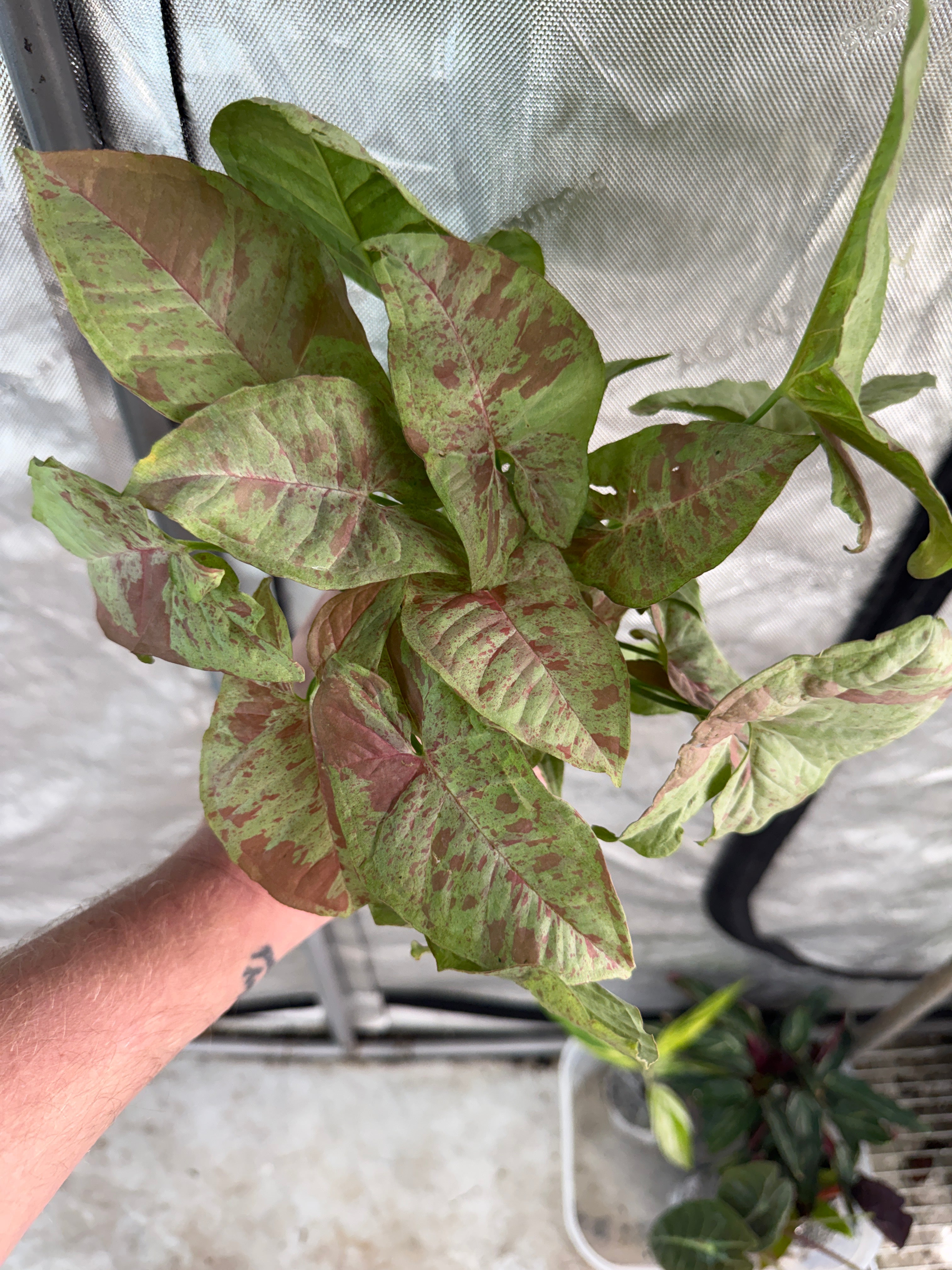 Syngonium Milk Confetti 4” growers choice