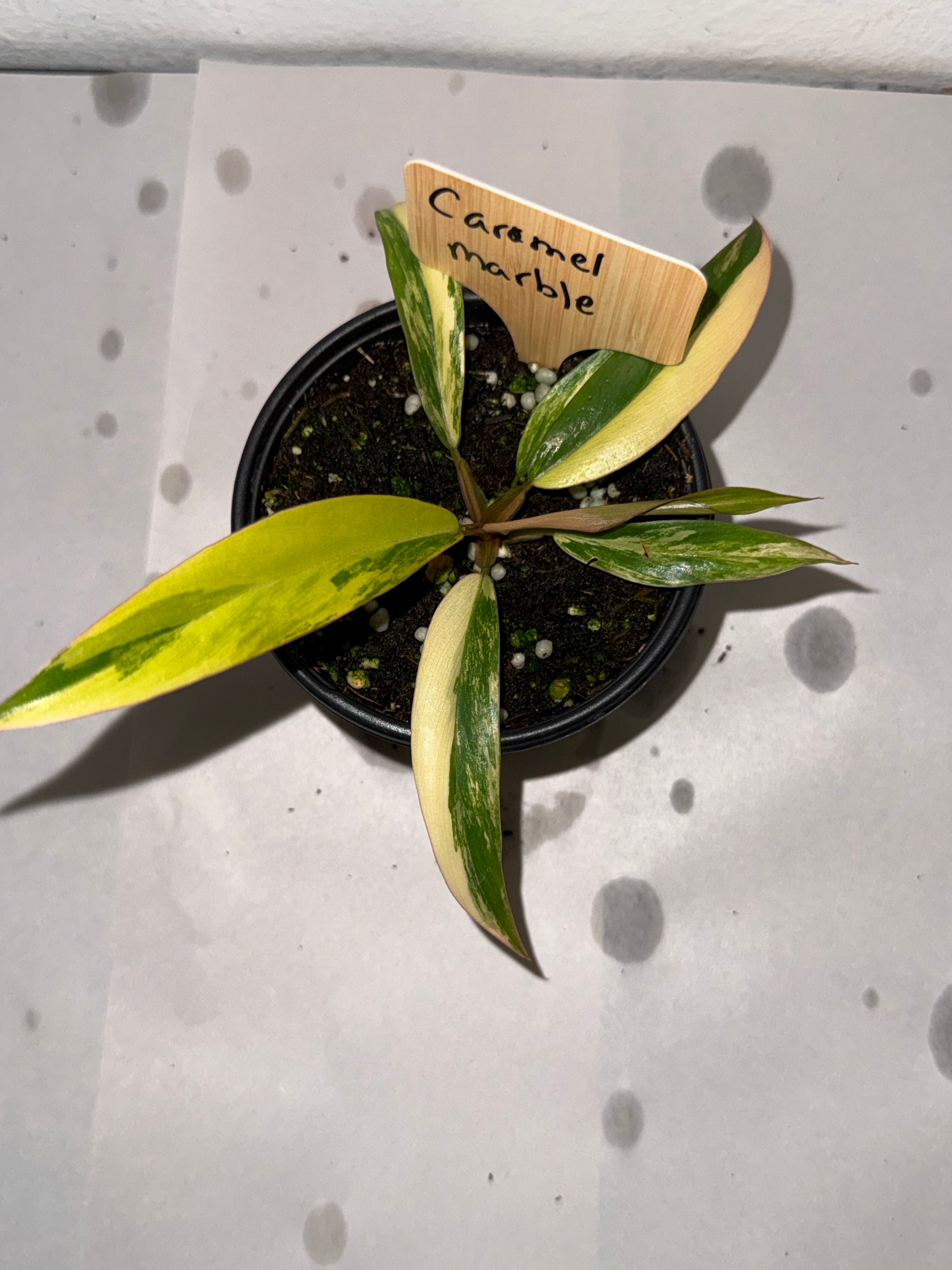 Philodendron Caramel Marble 3.5”