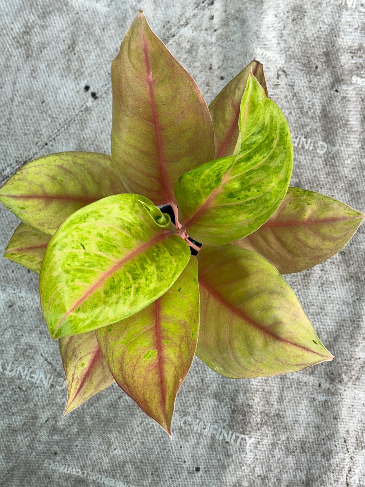 4" Aglaonema Sky Velvet Mutation Exact Plant