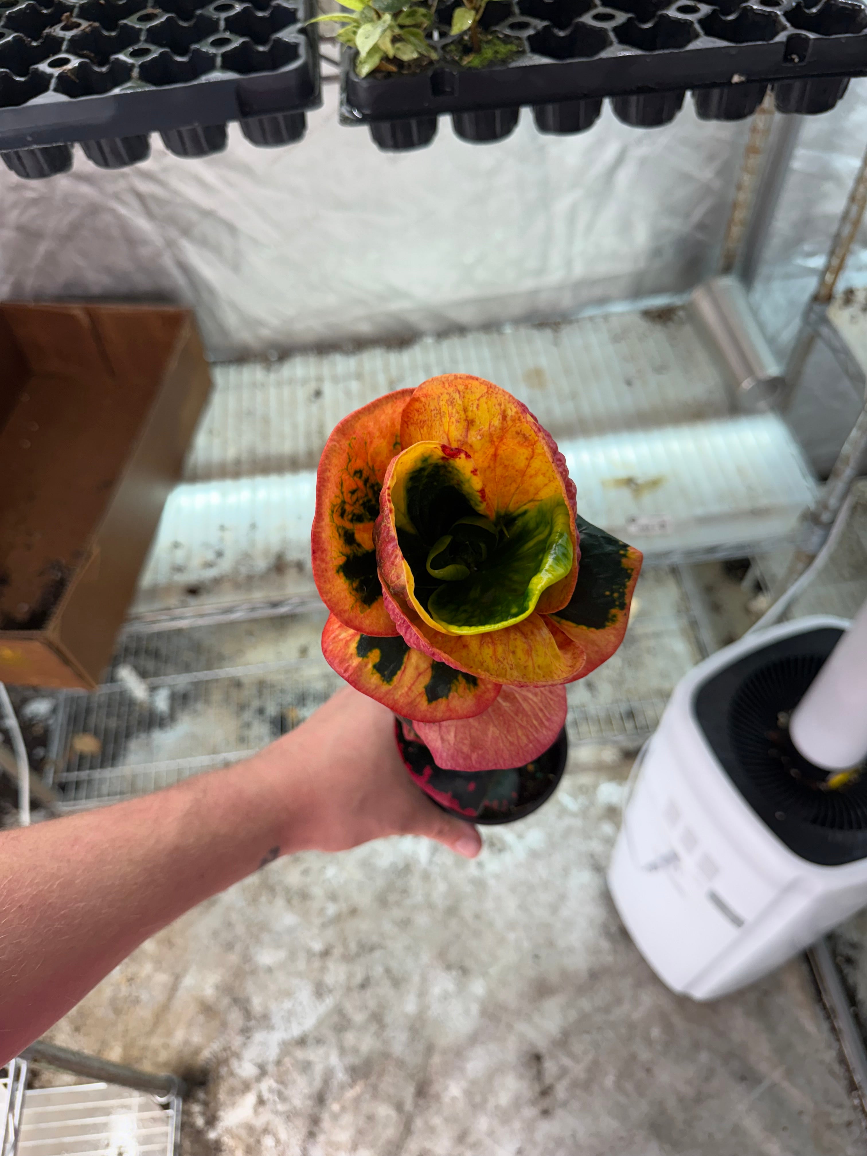 Croton Rose 4" Growers Choice