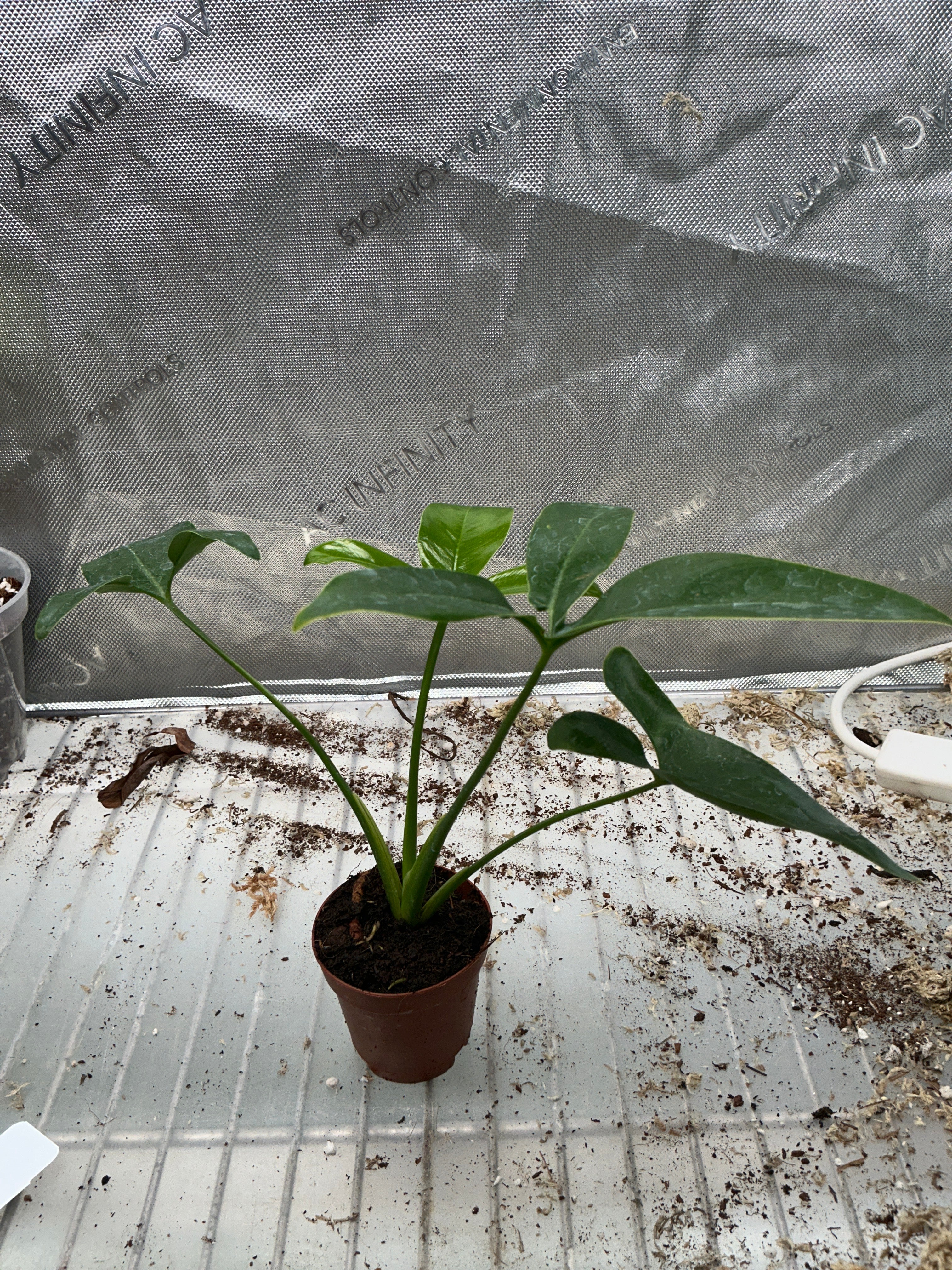 Philodendron Goeldi 2"