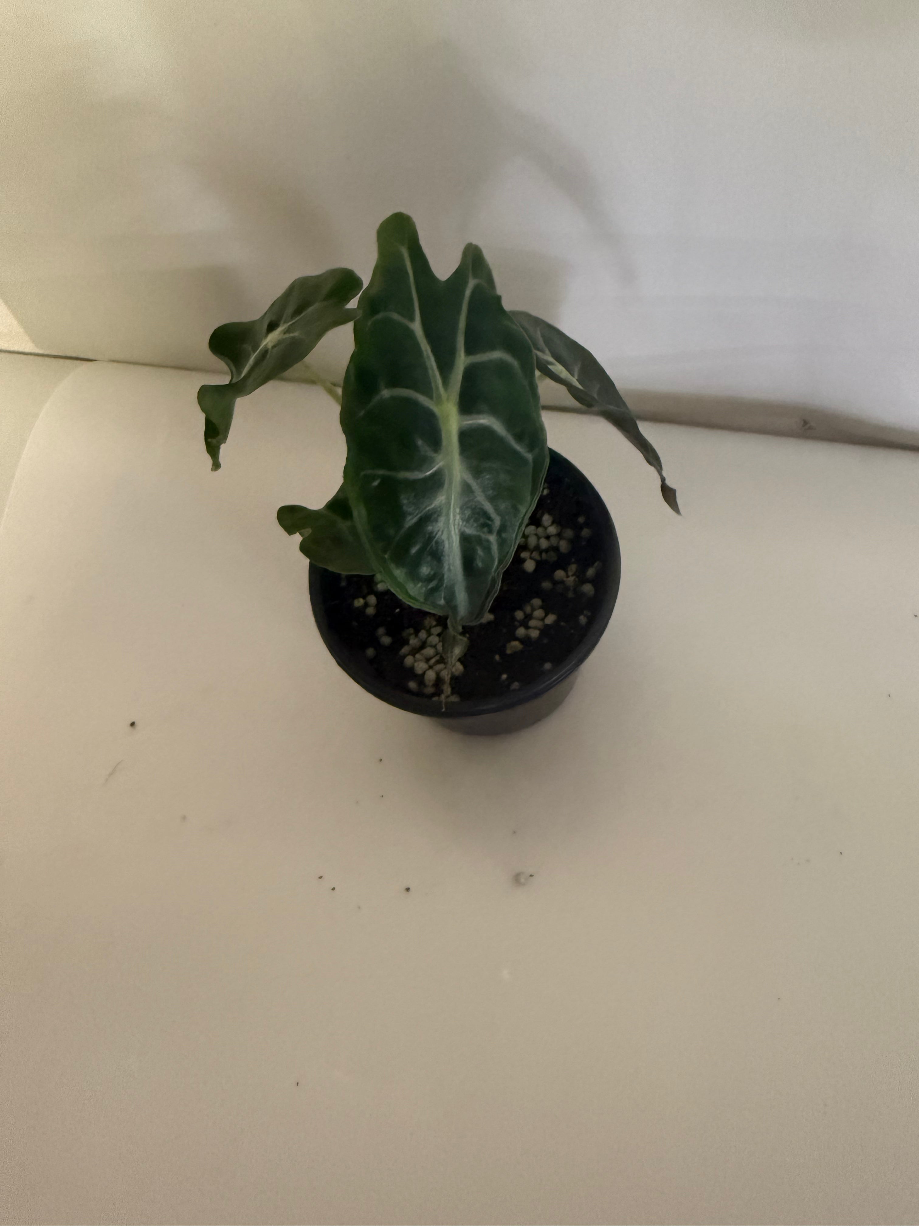 Alocasia Venom 4” Grower’s Choice