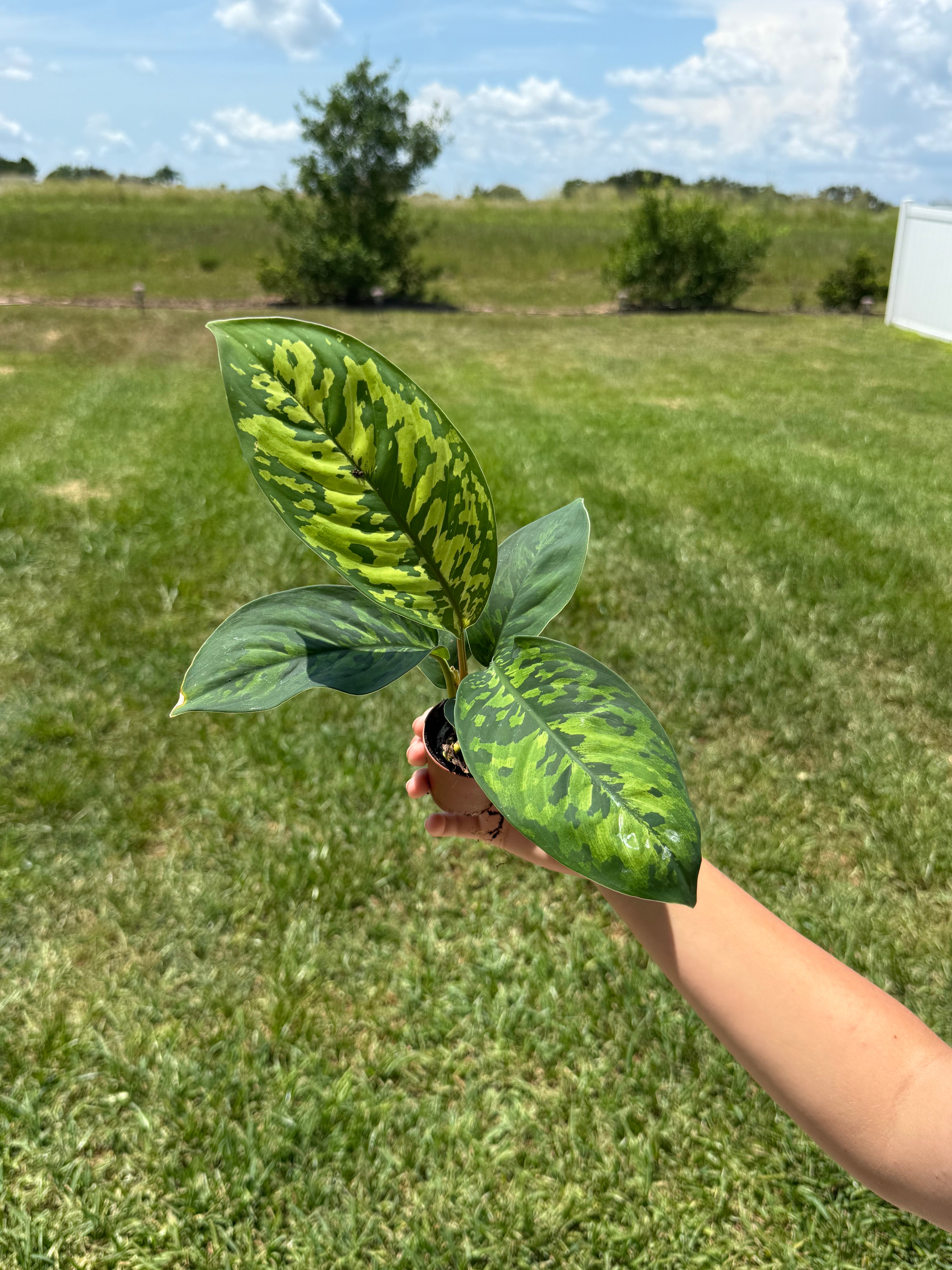 Homalomena Camouflage 2”