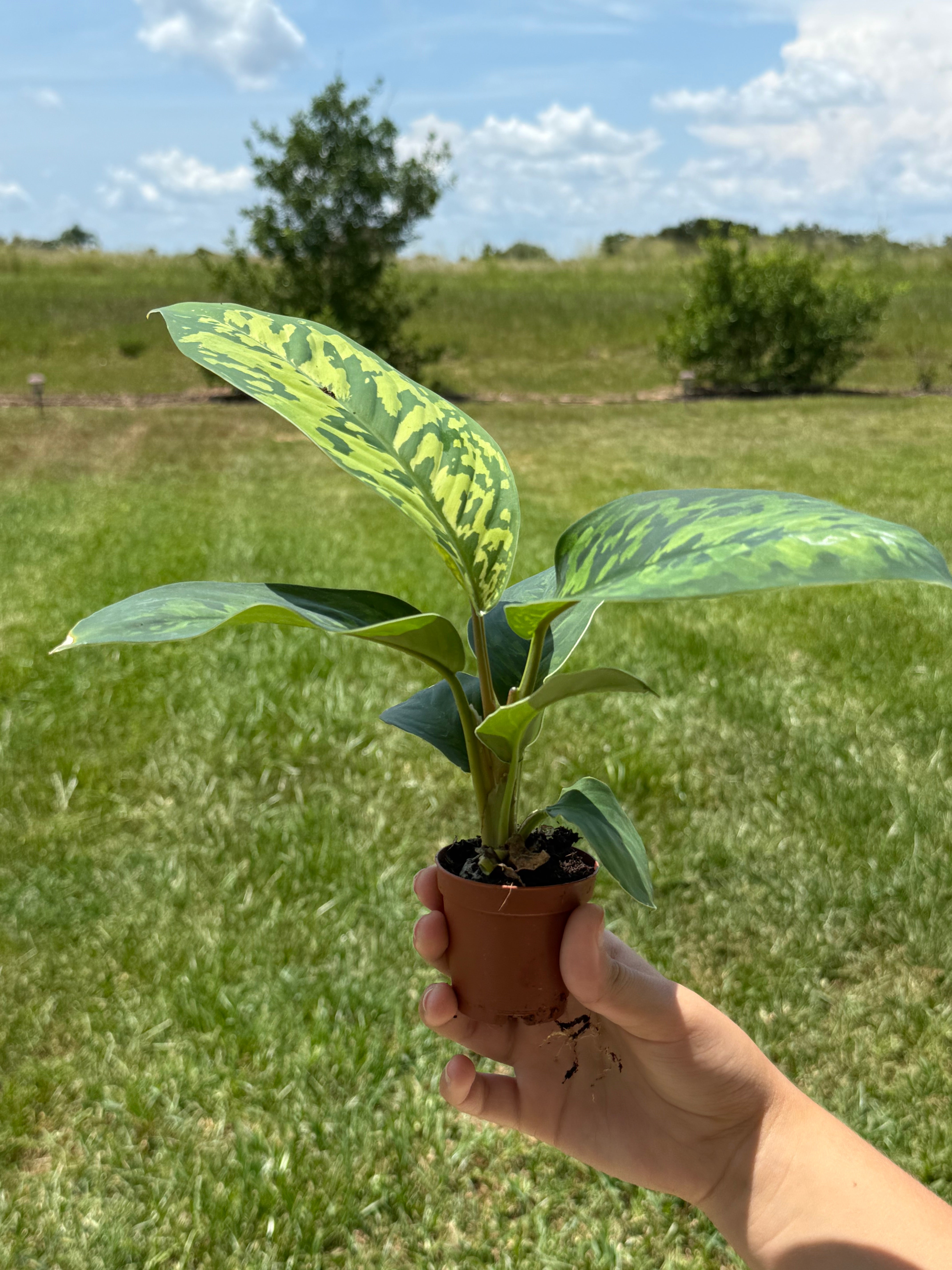 Homalomena Camouflage 2”