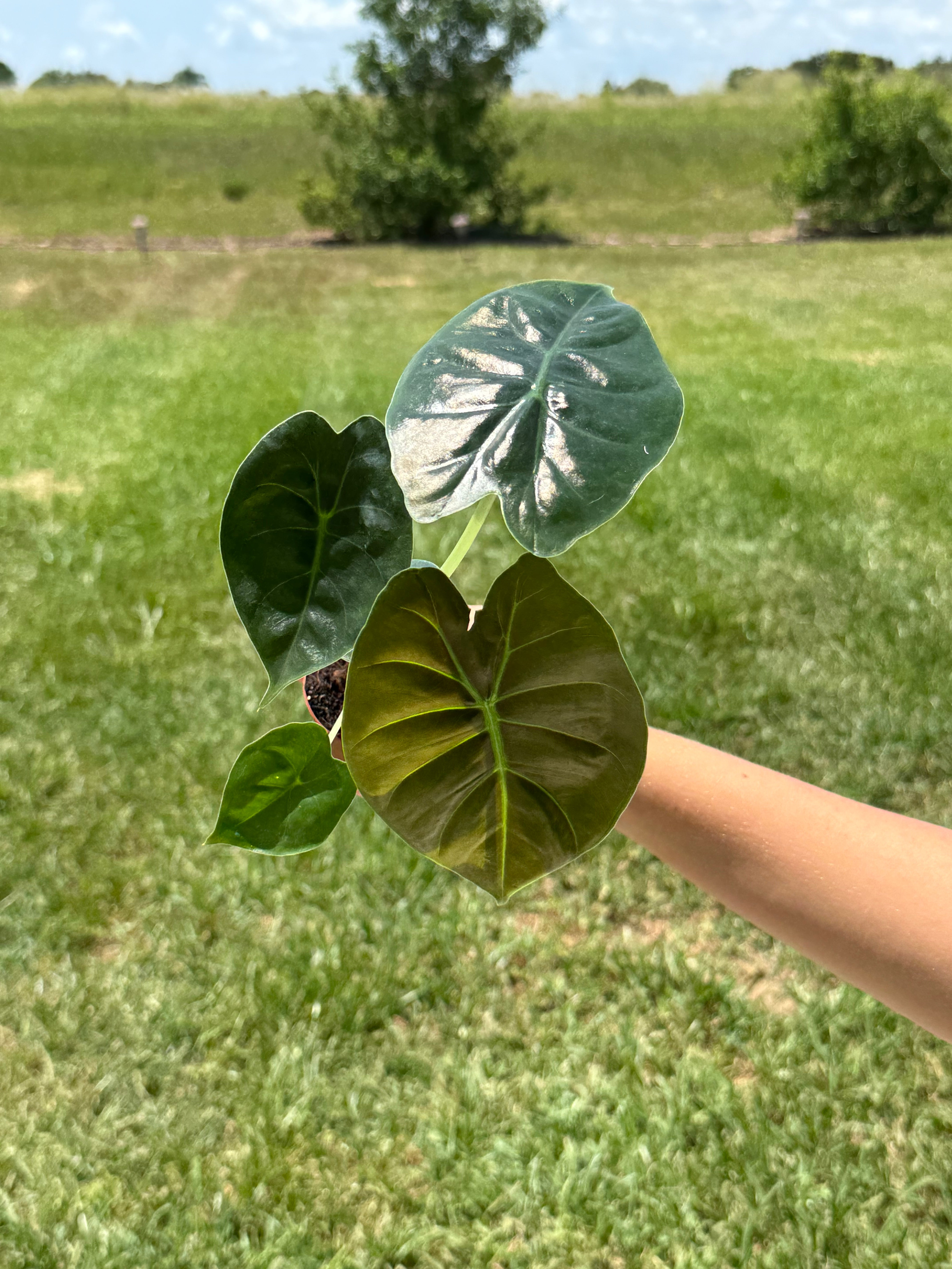 Alocasia Gold Bone 2”