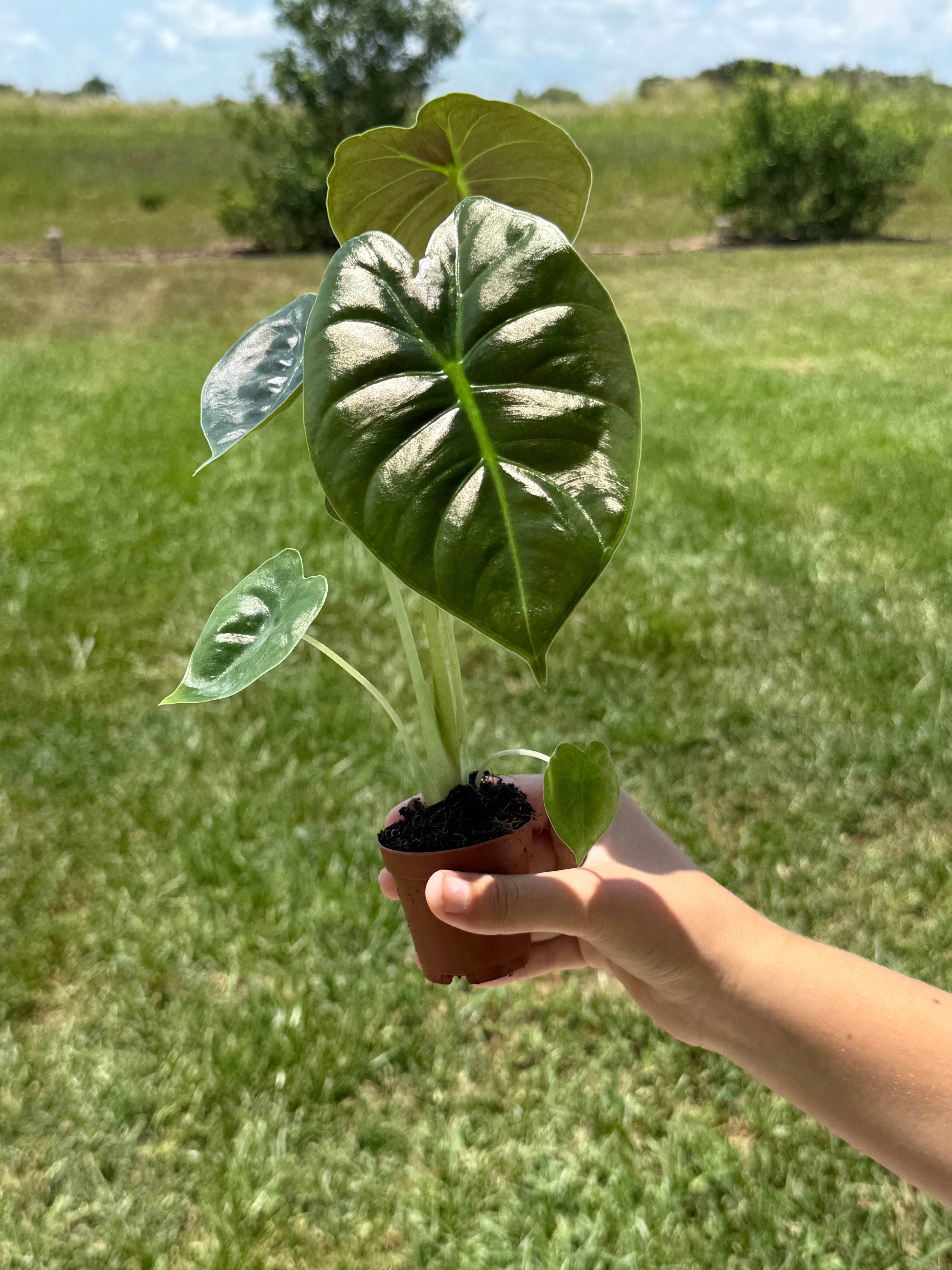 Alocasia Gold Bone 2”