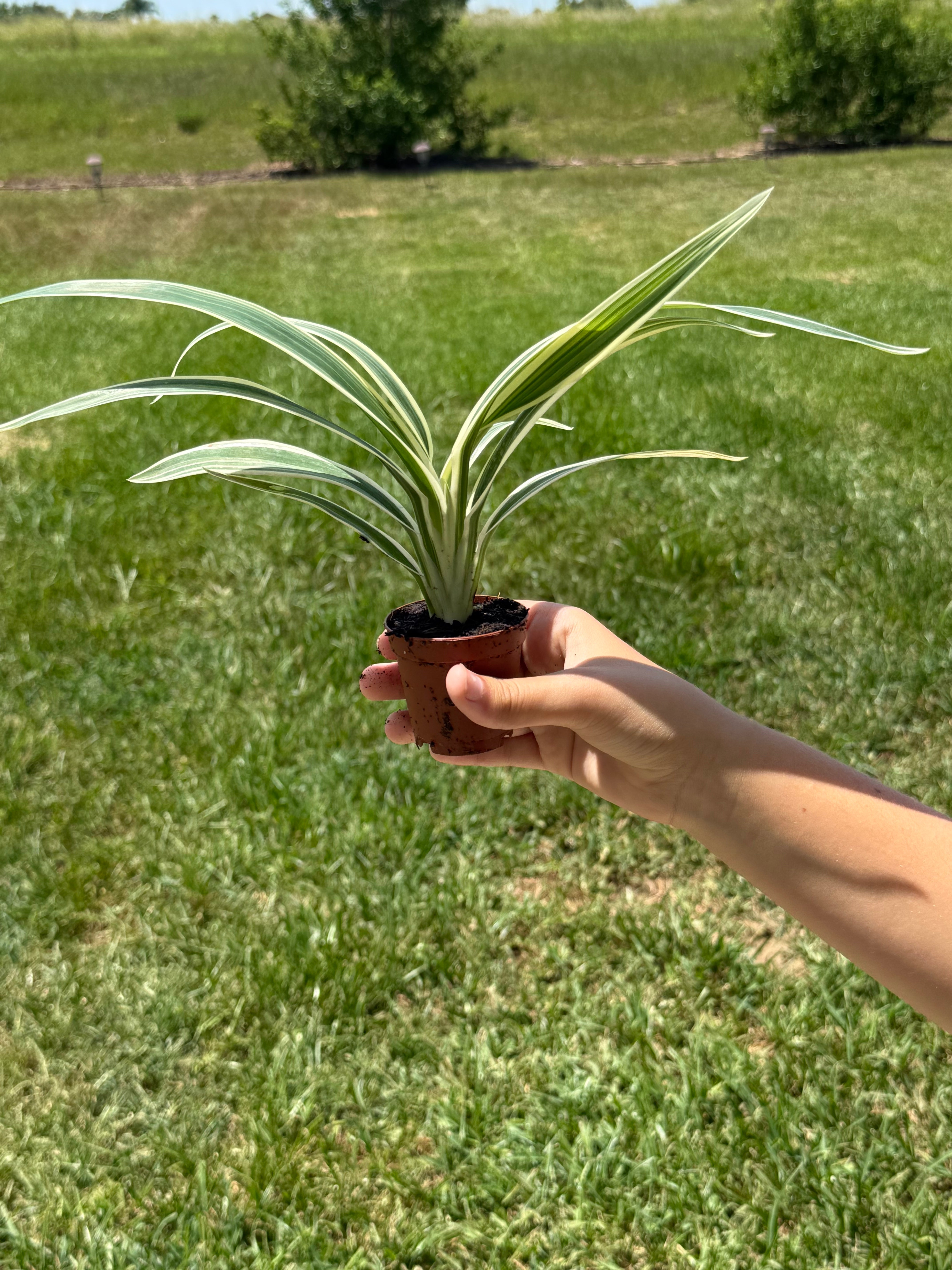 Spider Plant 2” - Jacksbs