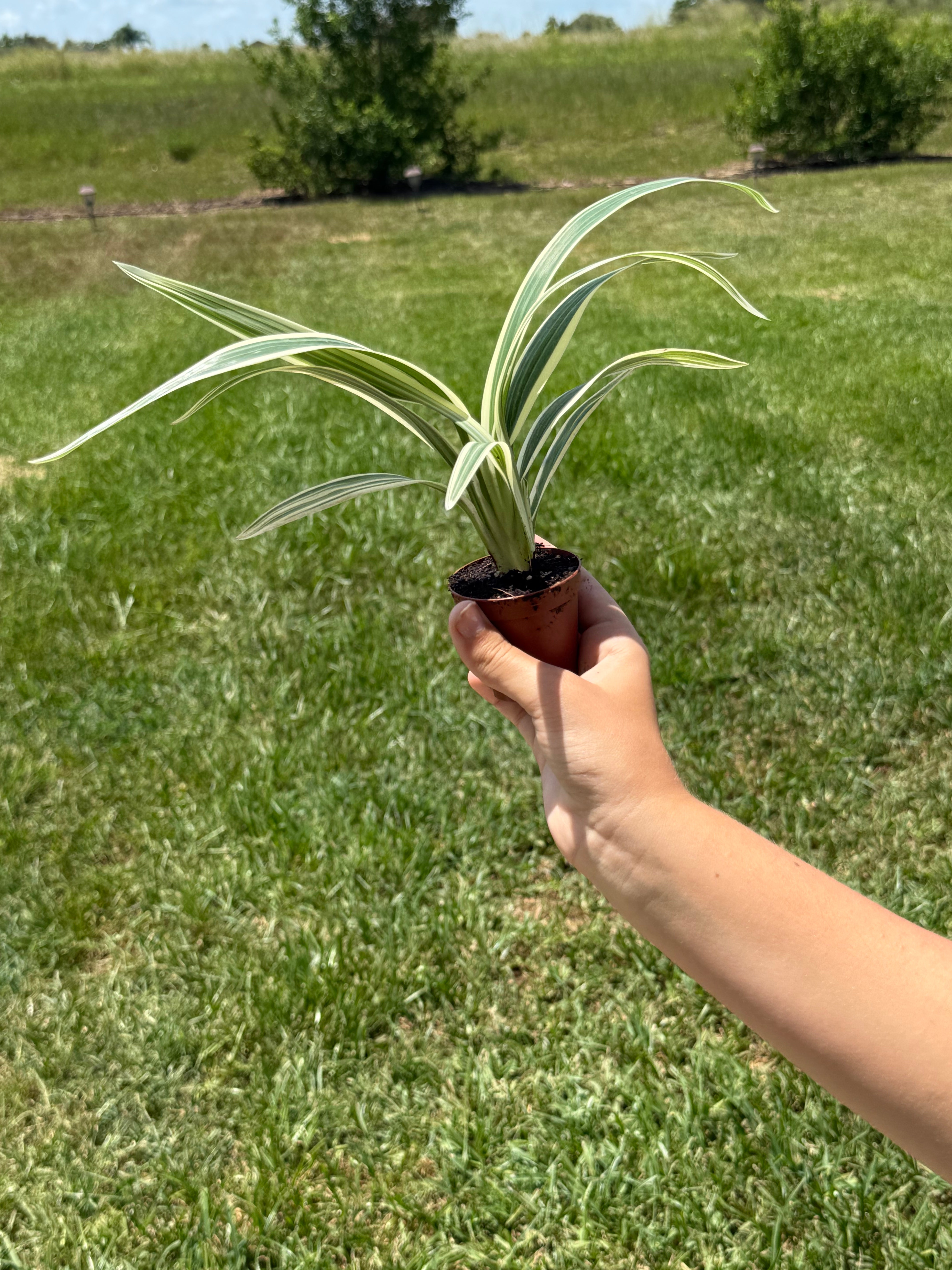 Spider Plant 2” - Jacksbs
