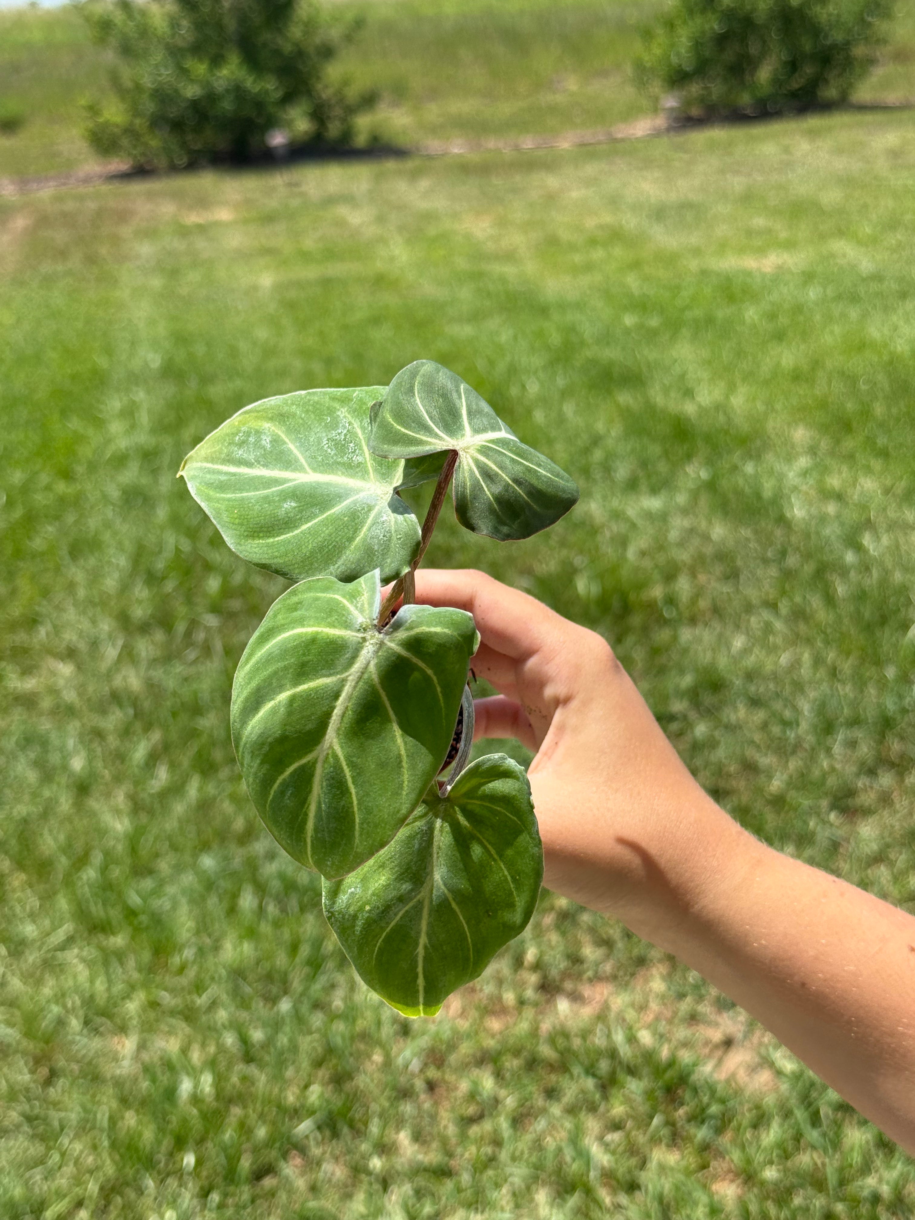Philodendron Gloriosum 2”