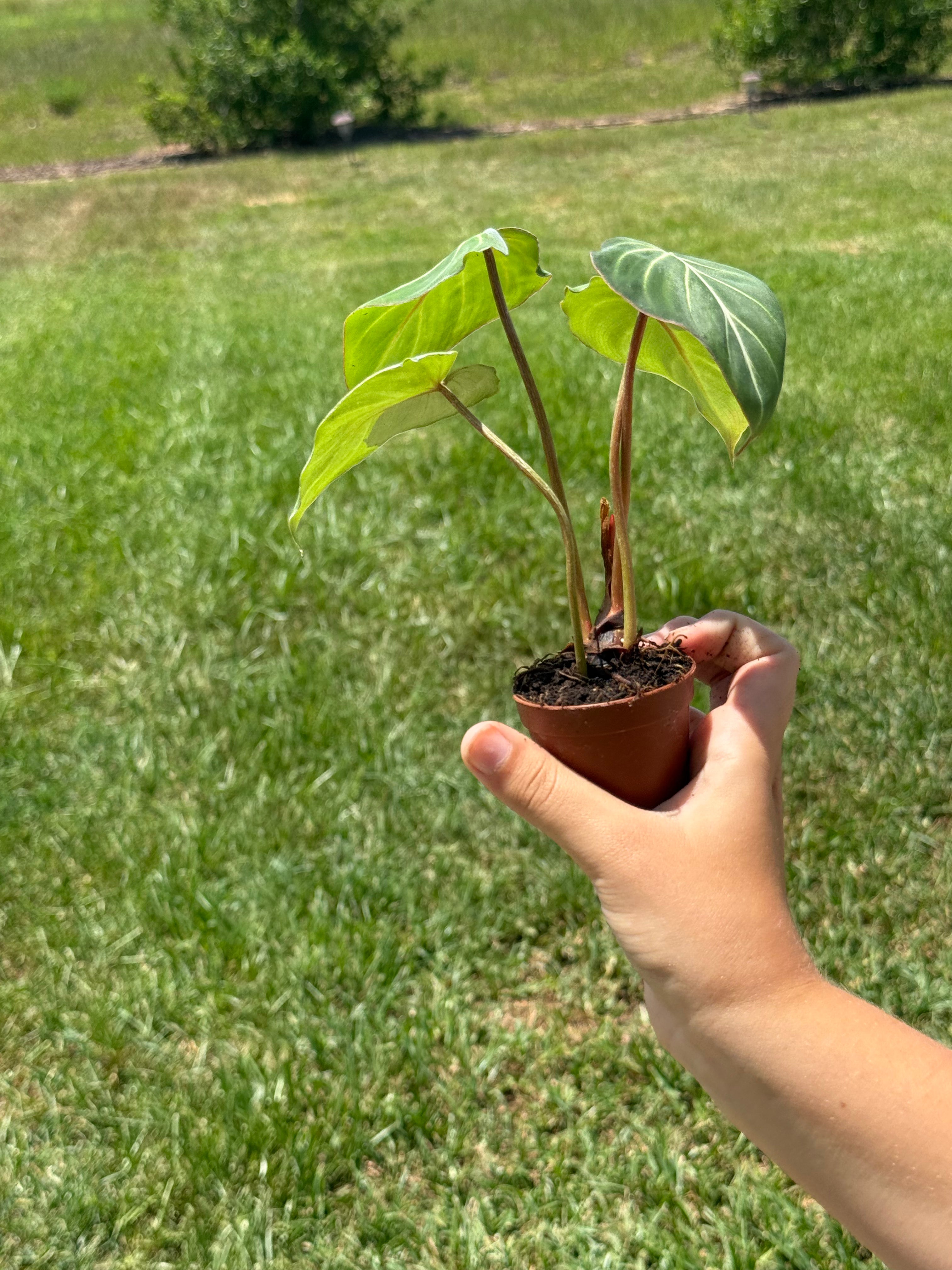 Philodendron Gloriosum 2”