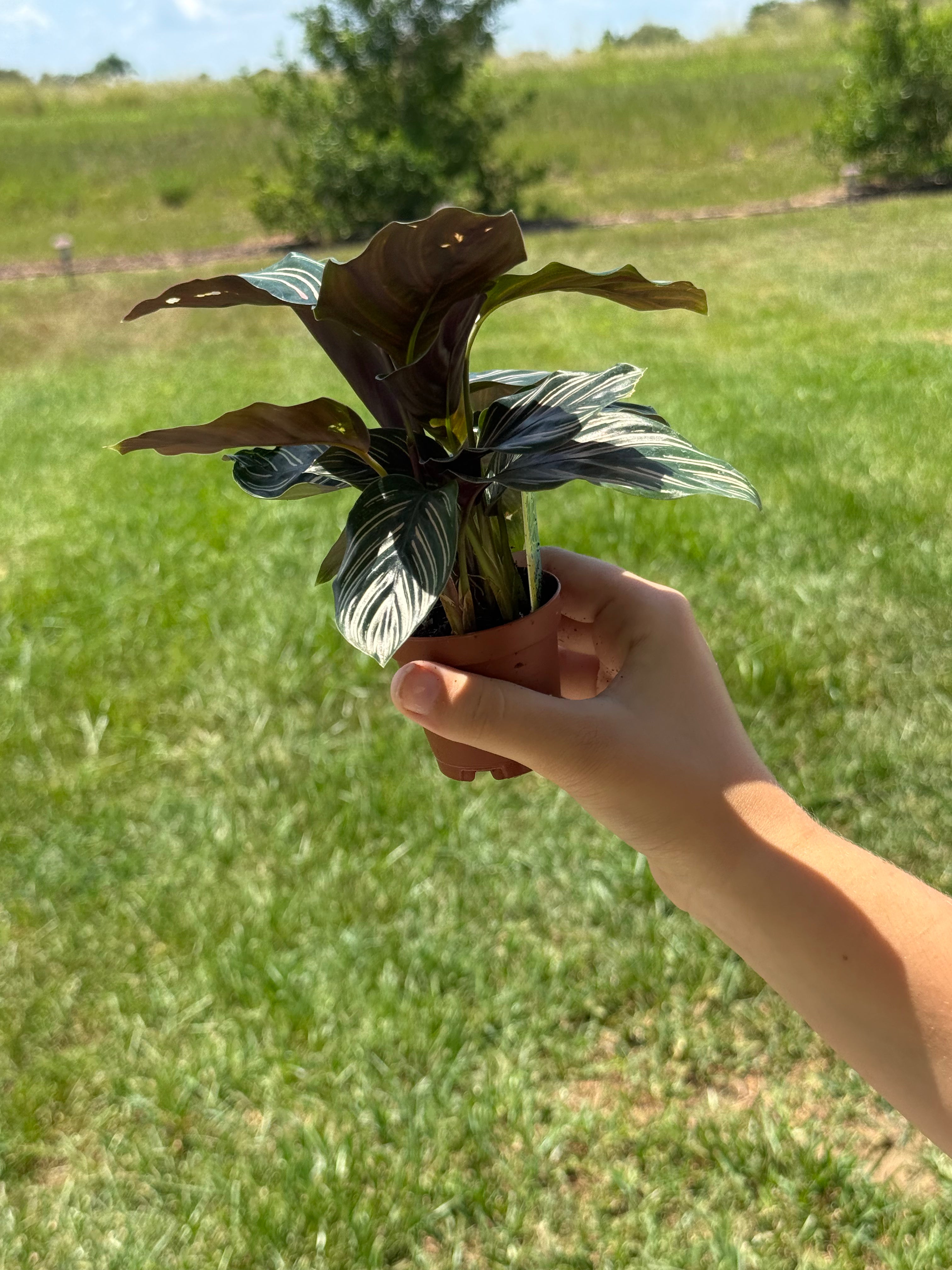 Calathea Ornata 2” Grower's Choice - Jacksbs