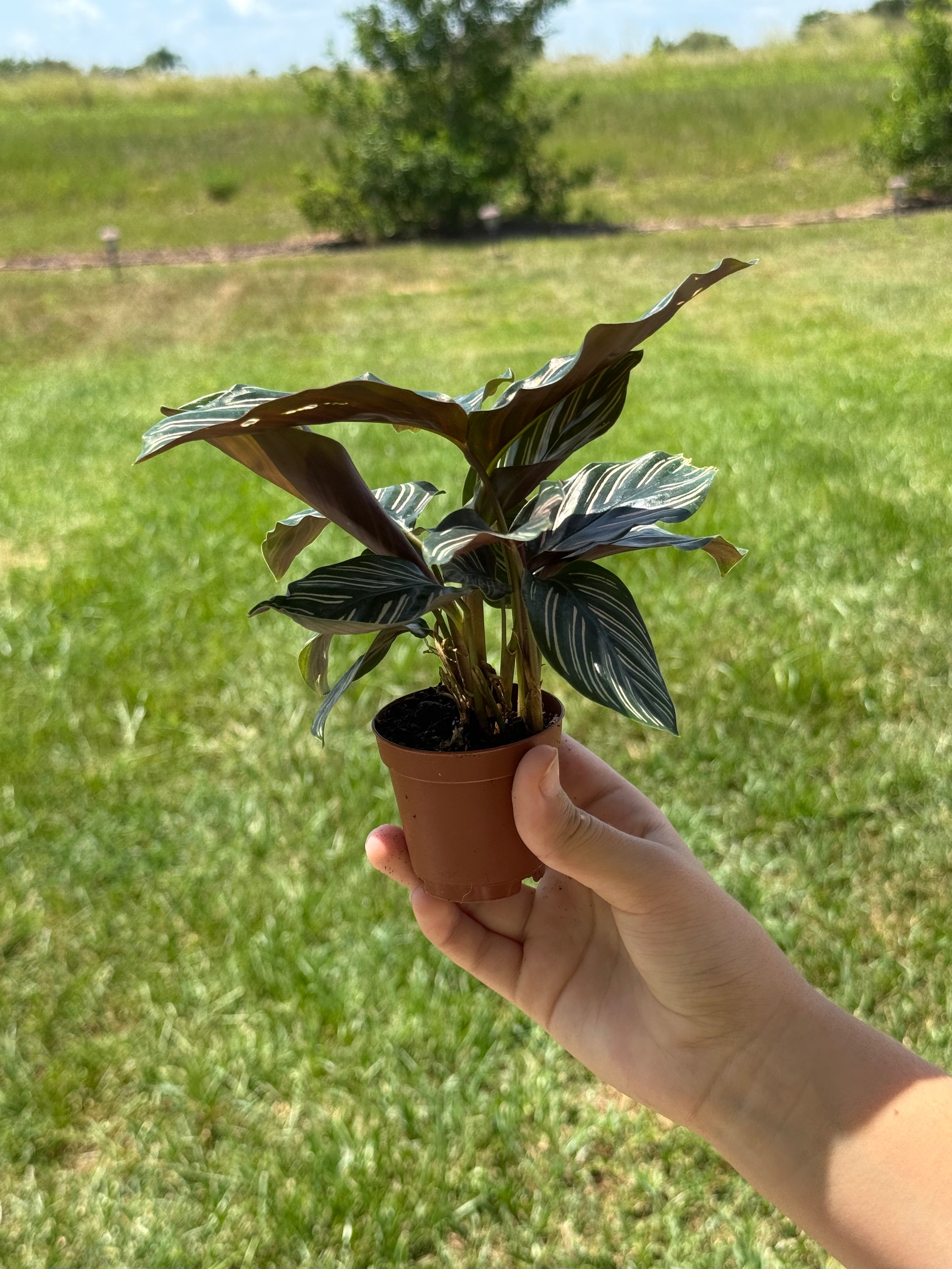 Calathea Ornata 2” Grower's Choice - Jacksbs