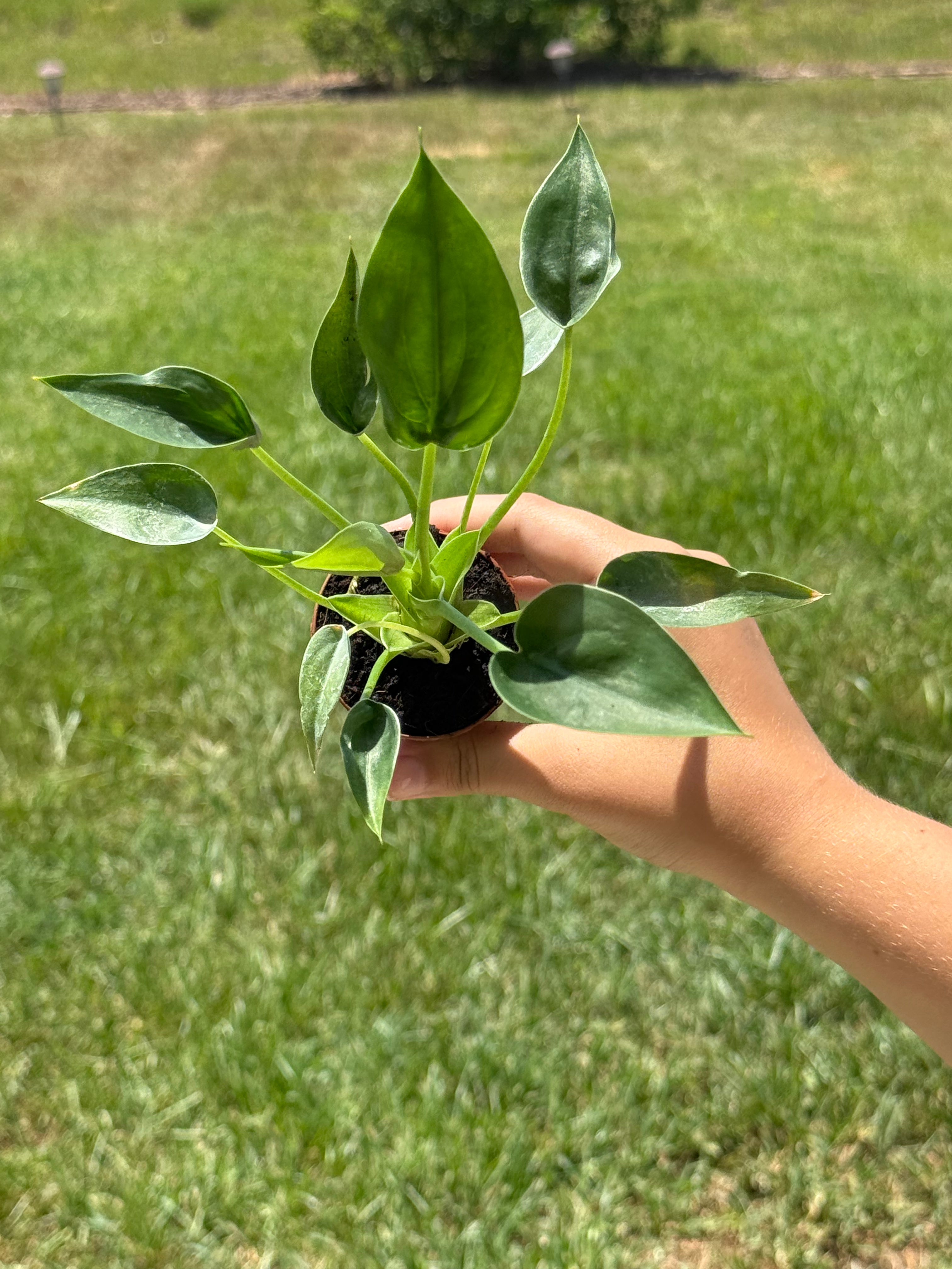 Alocasia Tiny Dancer 2”