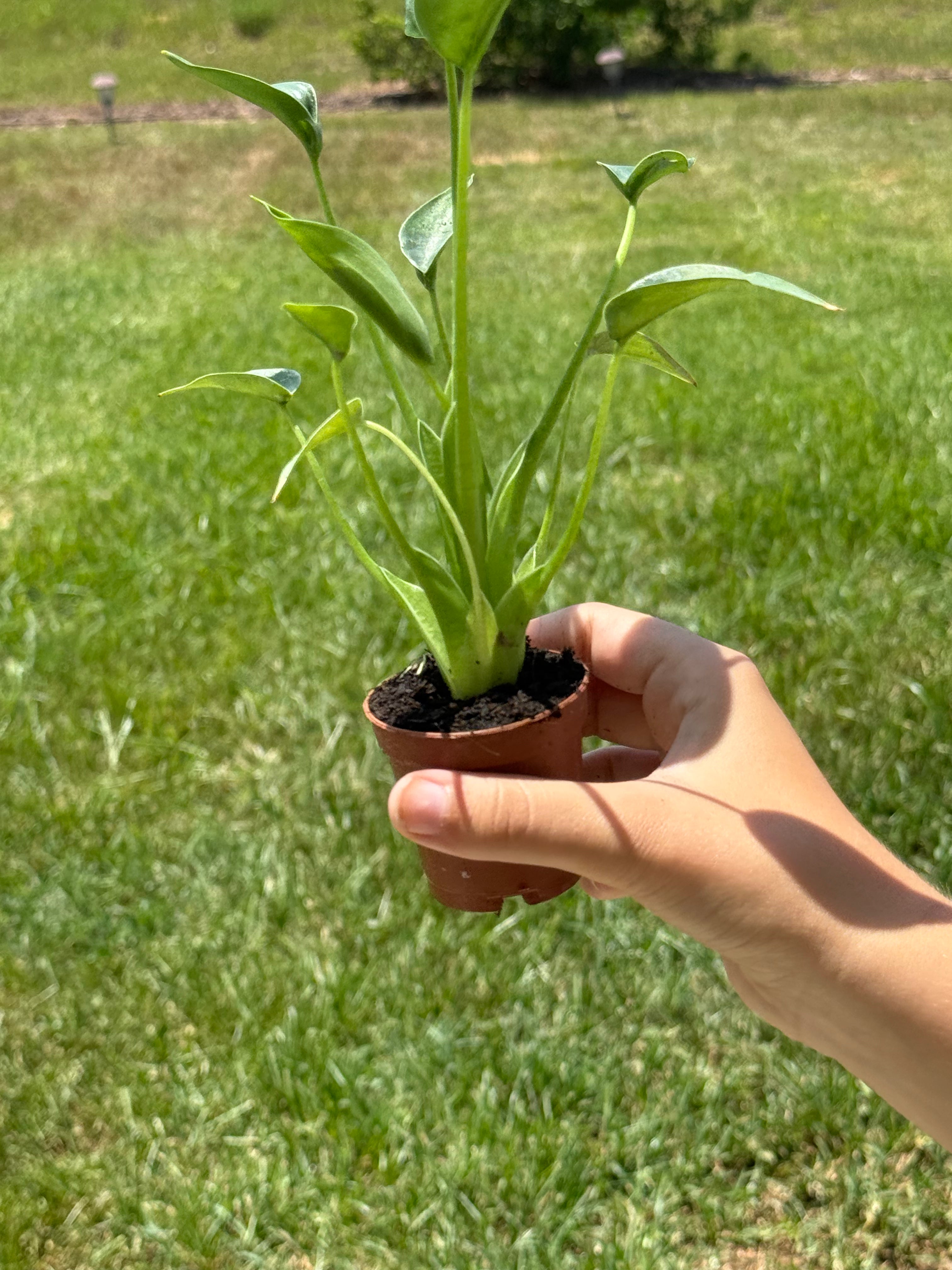 Alocasia Tiny Dancer 2”