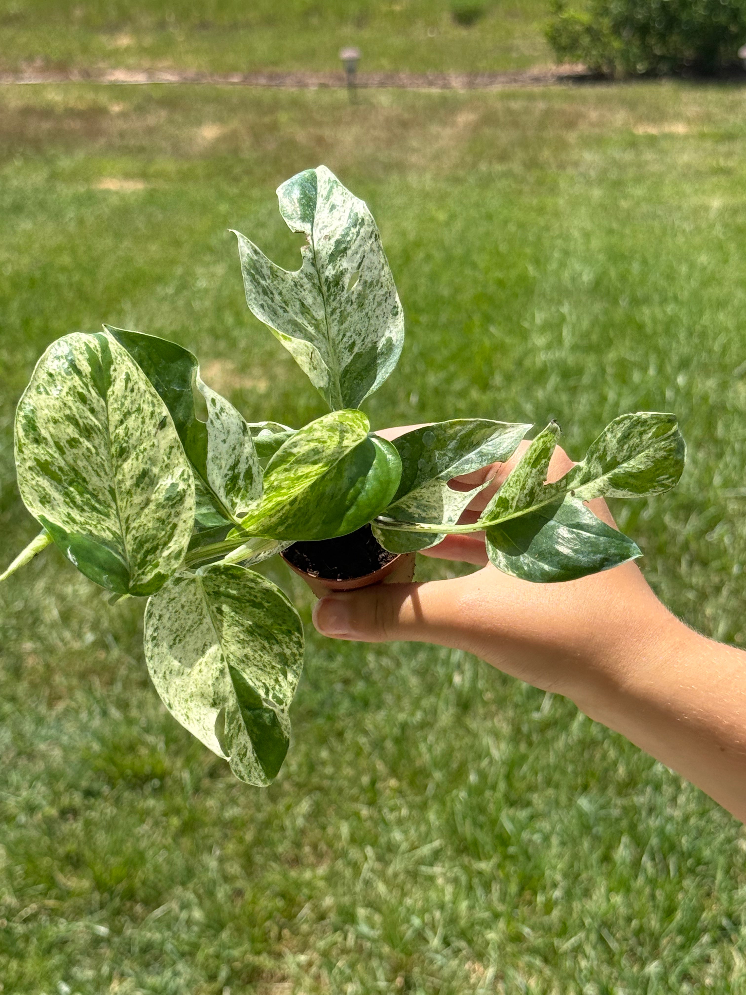 Epipremnum Pinnatum Marble 2”