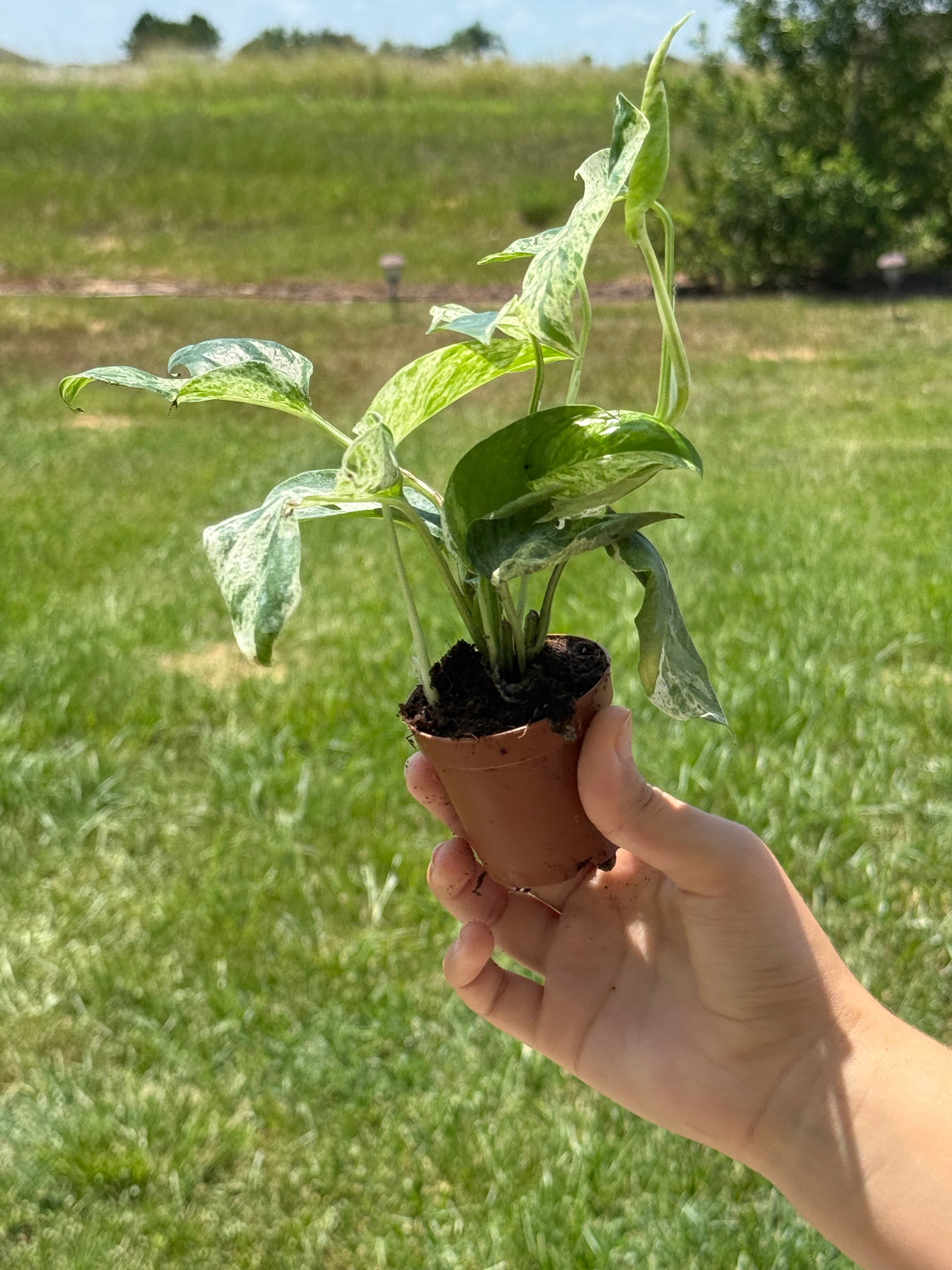 Epipremnum Pinnatum Marble 2” - Jacksbs