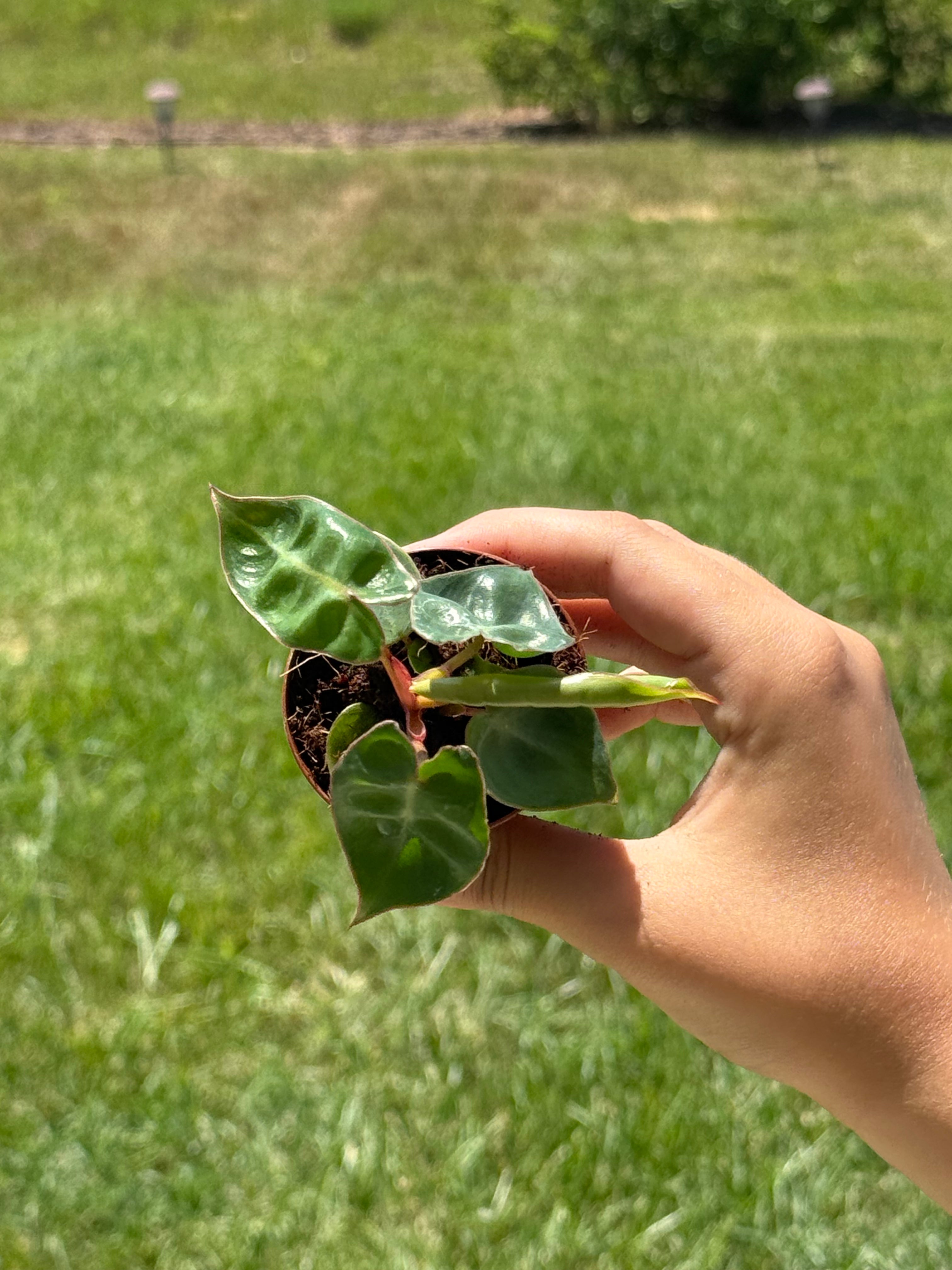 Philodendron Billietiae 2”
