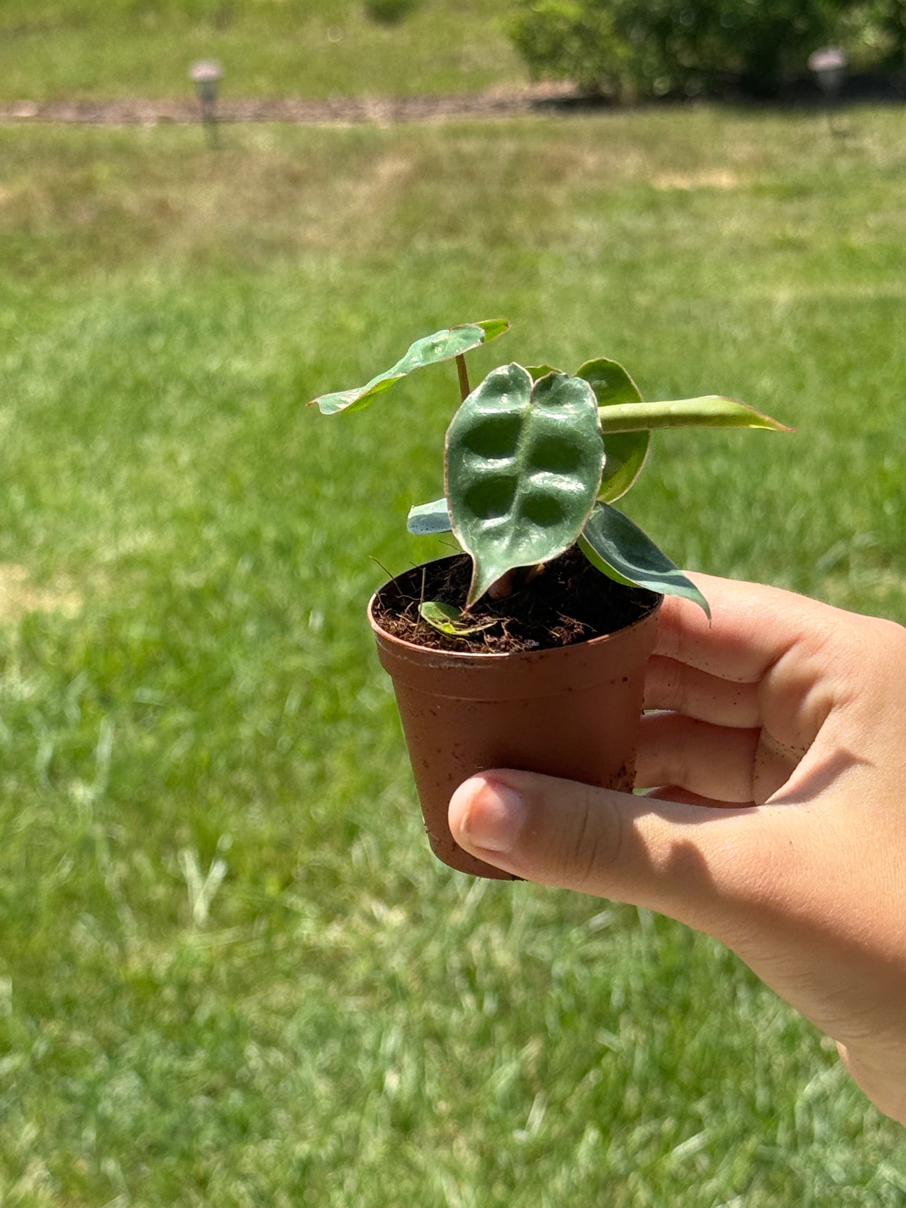 Philodendron Billietiae 2”