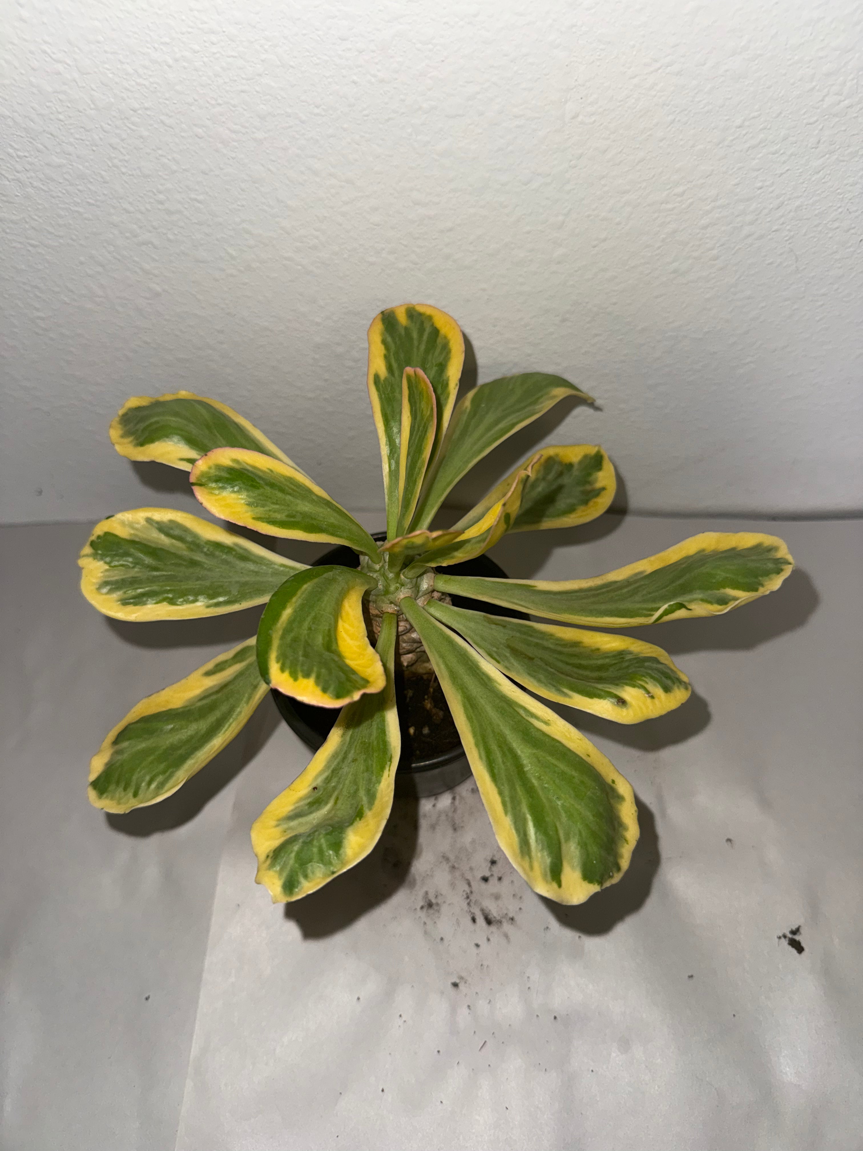 Euphorbia Poissonii variegated 4” - Jacksbs