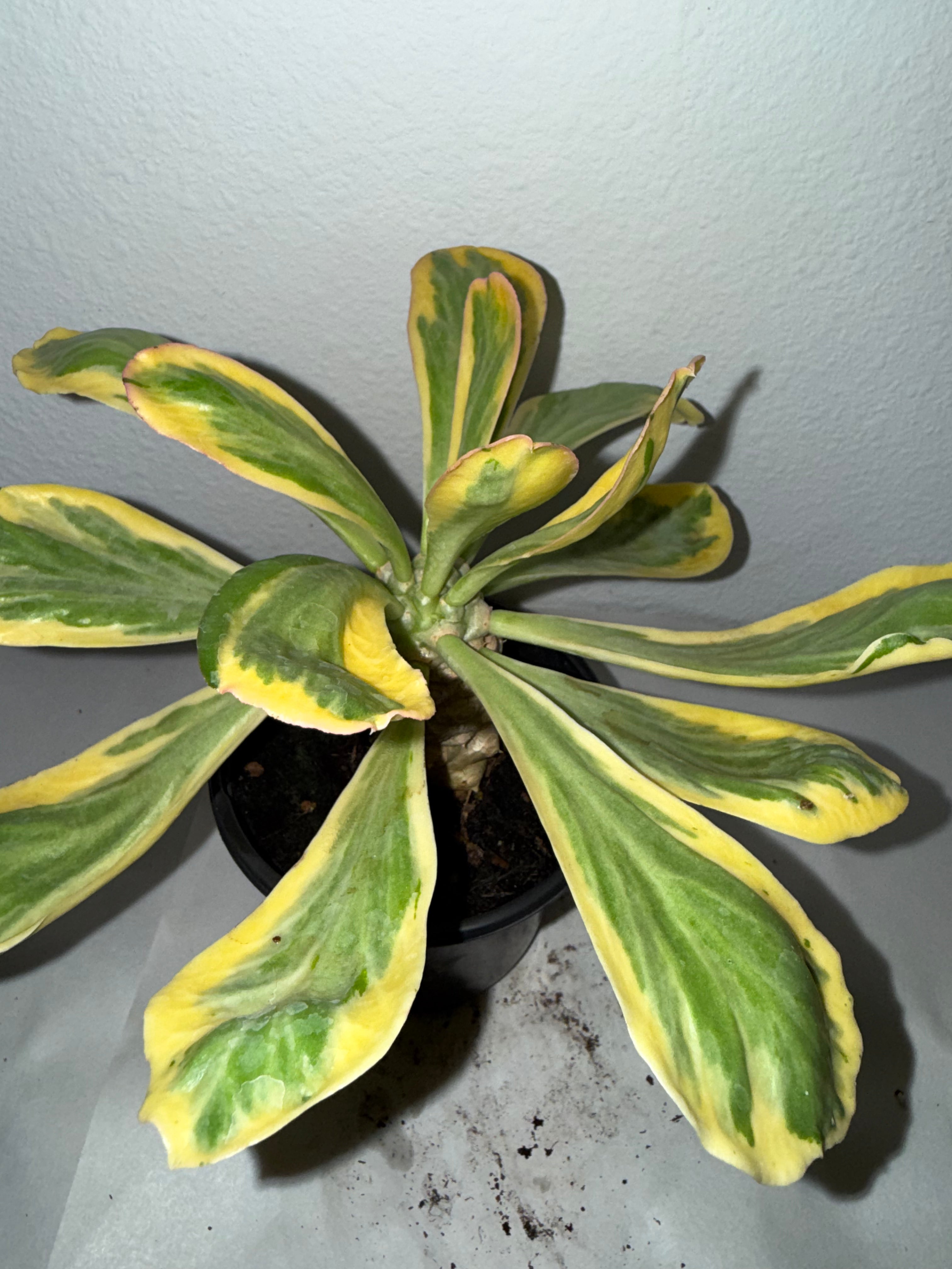 Euphorbia Poissonii variegated 4” - Jacksbs