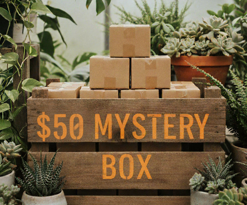 $50 B's Mystery Box